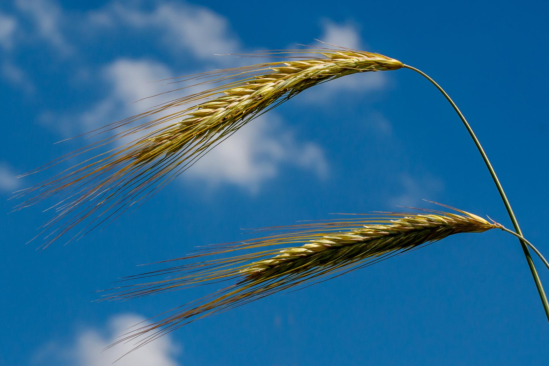 Aehren im Wind