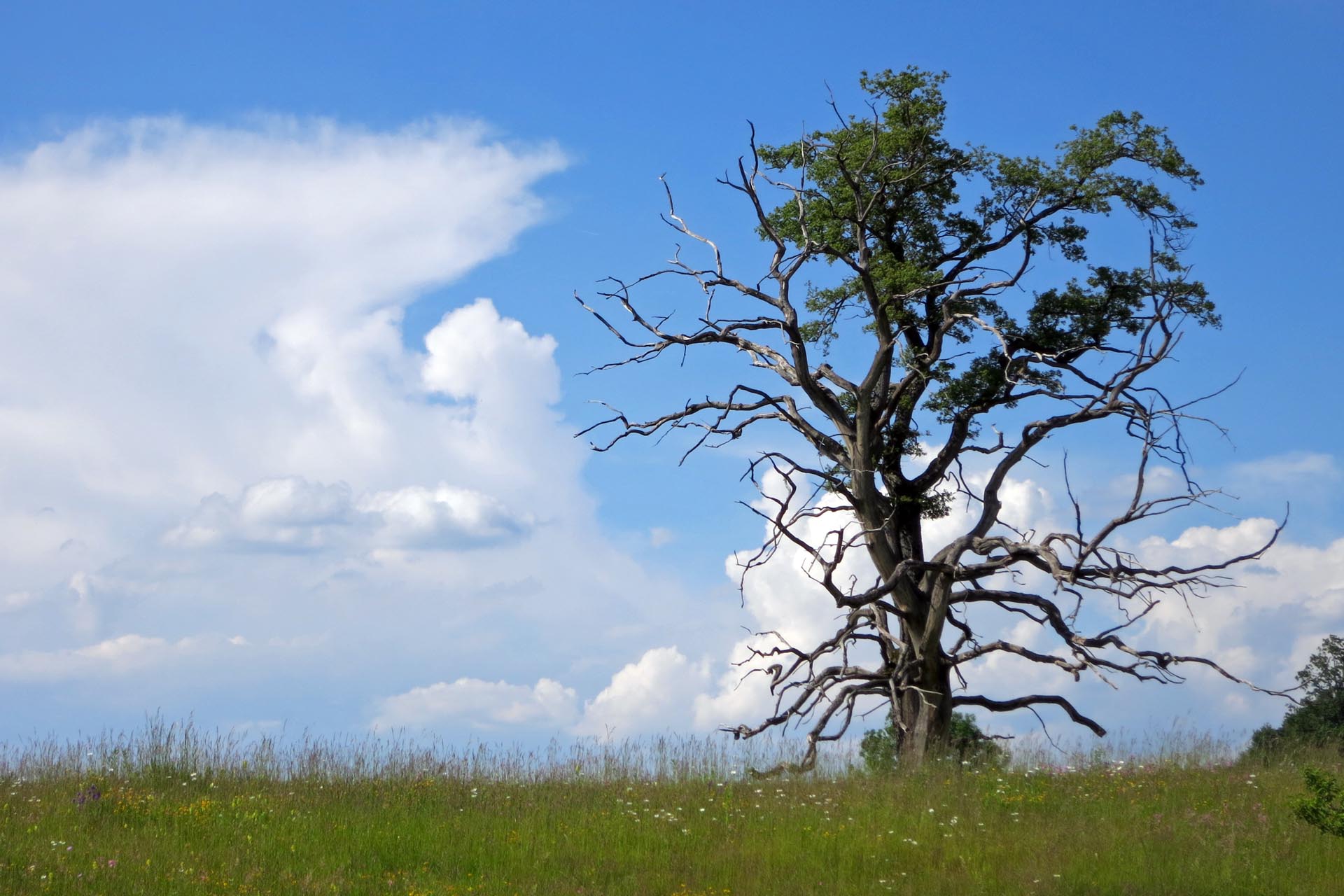 Alter Baum