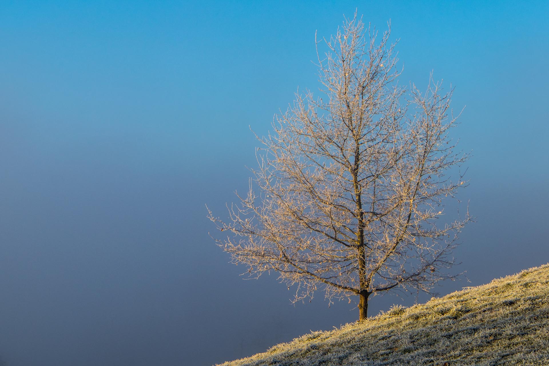 Baum im Morgenlicht