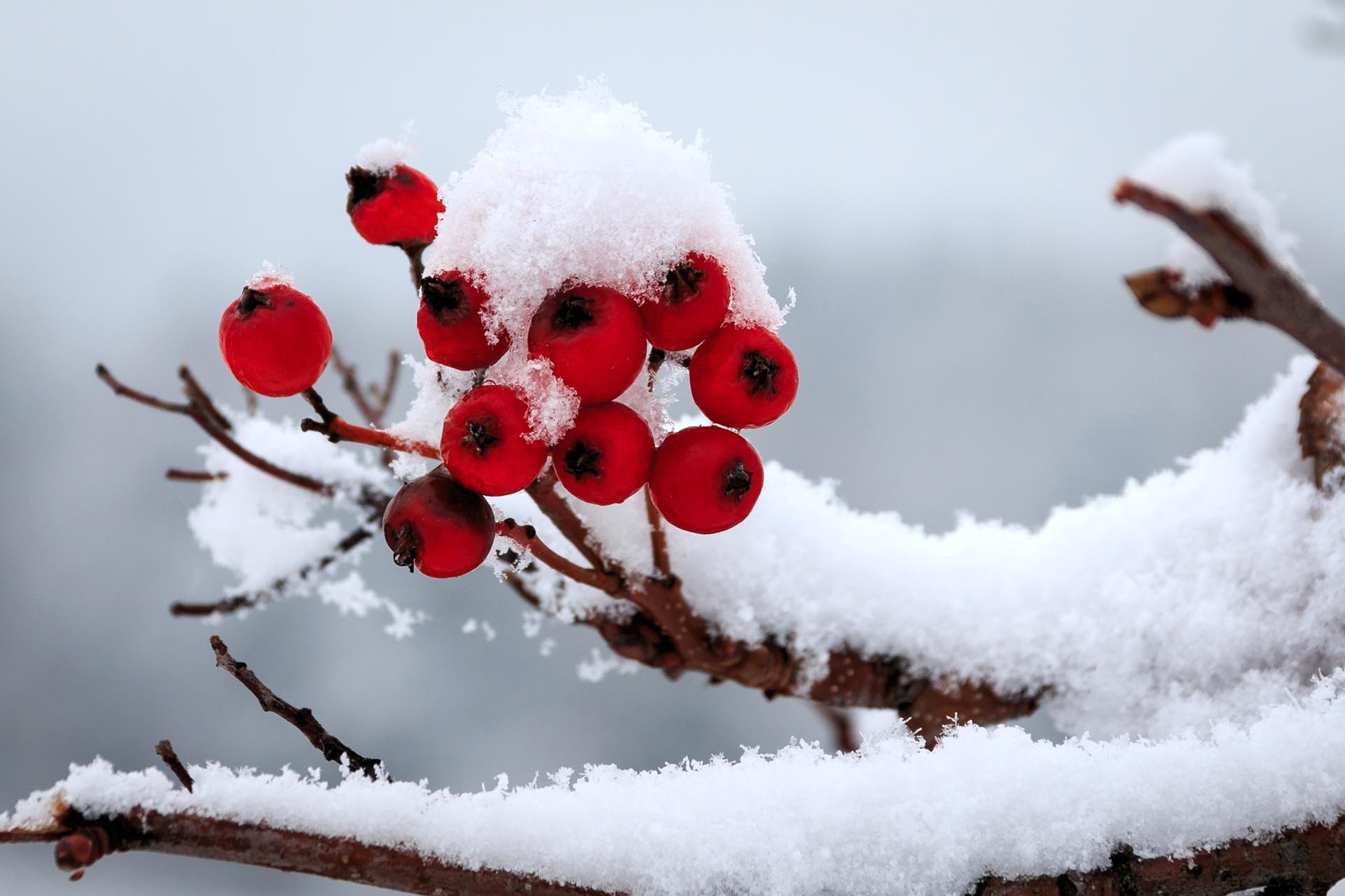 Beeren im Schnee