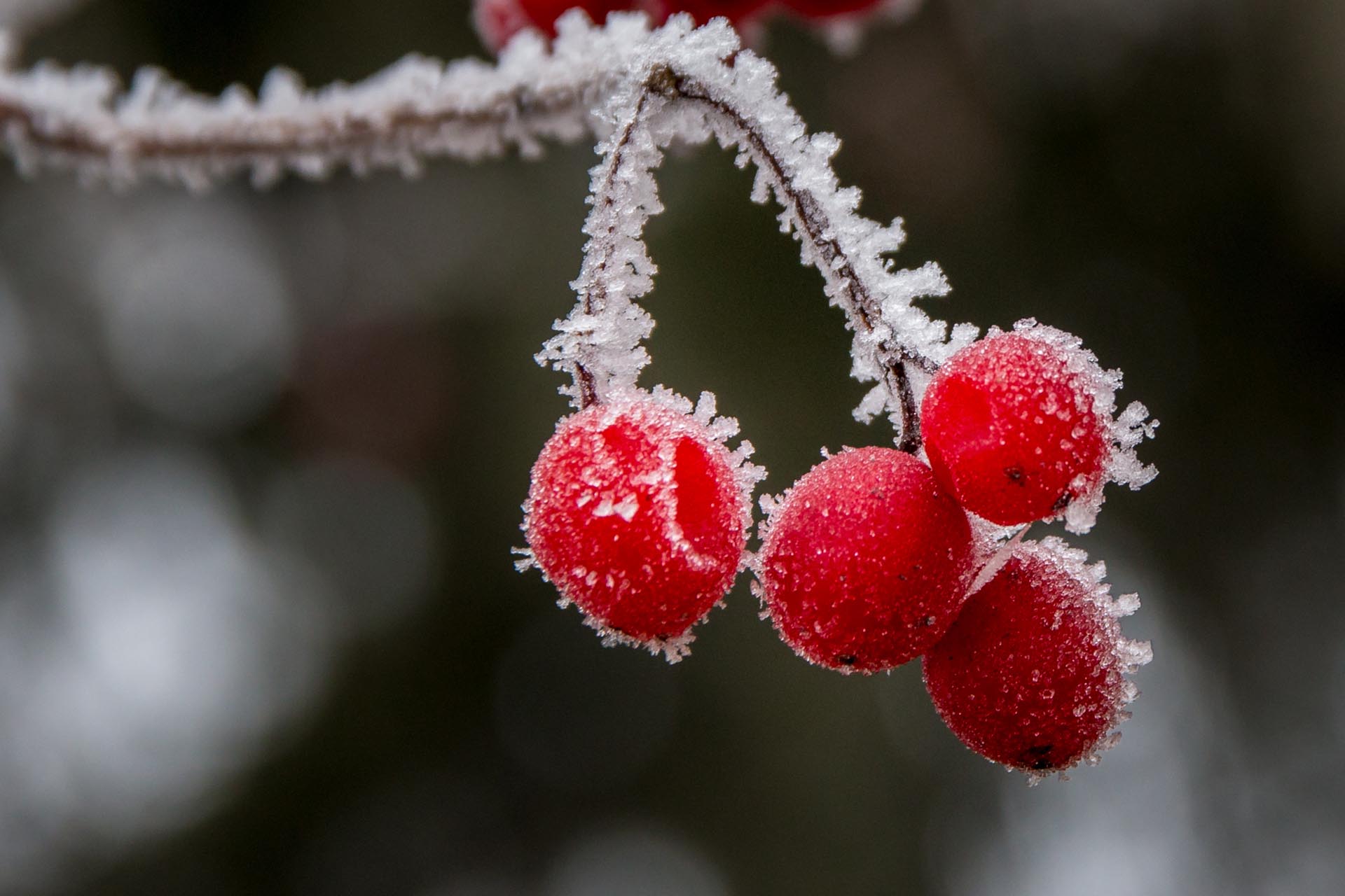 Beeren