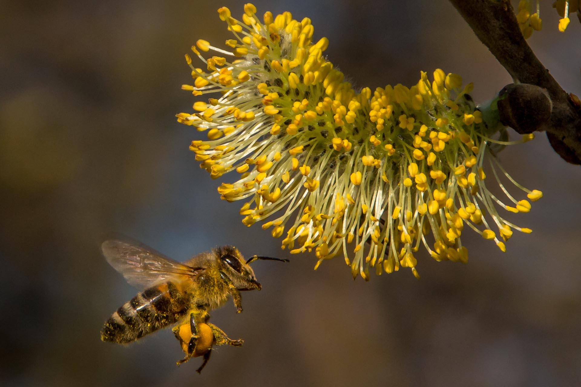 Biene im Flug