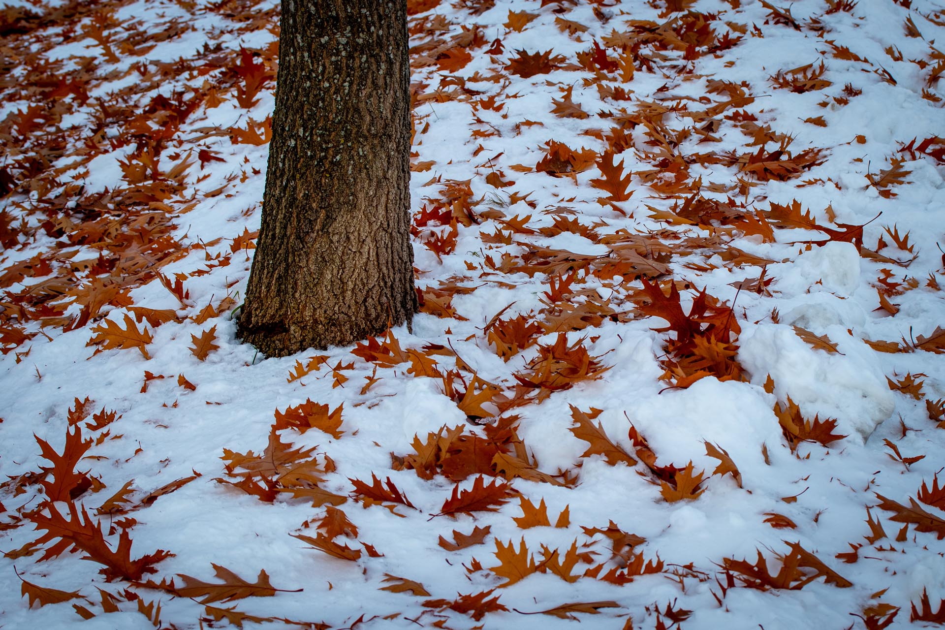 Blätter im Schnee