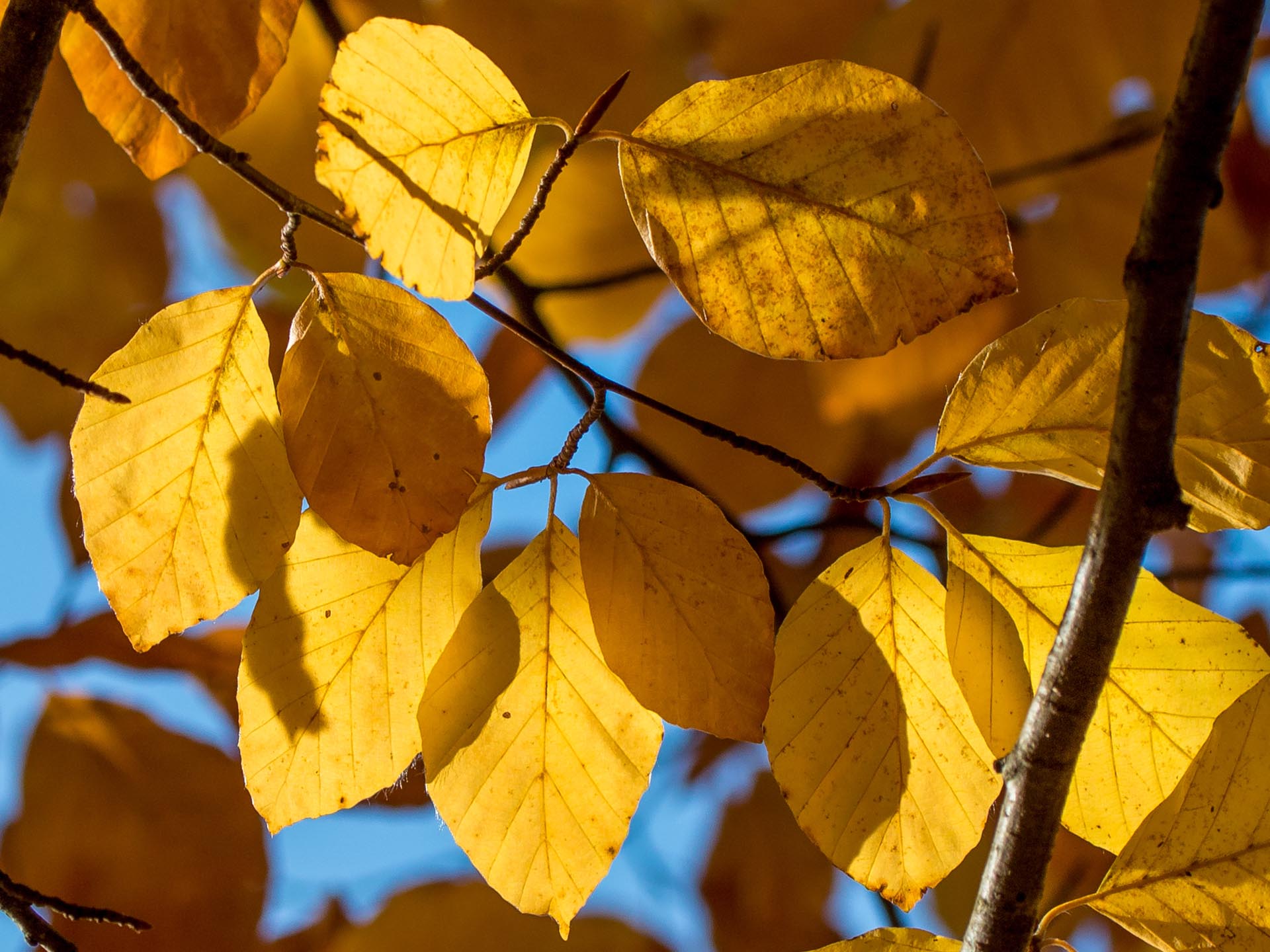 Goldener Herbst