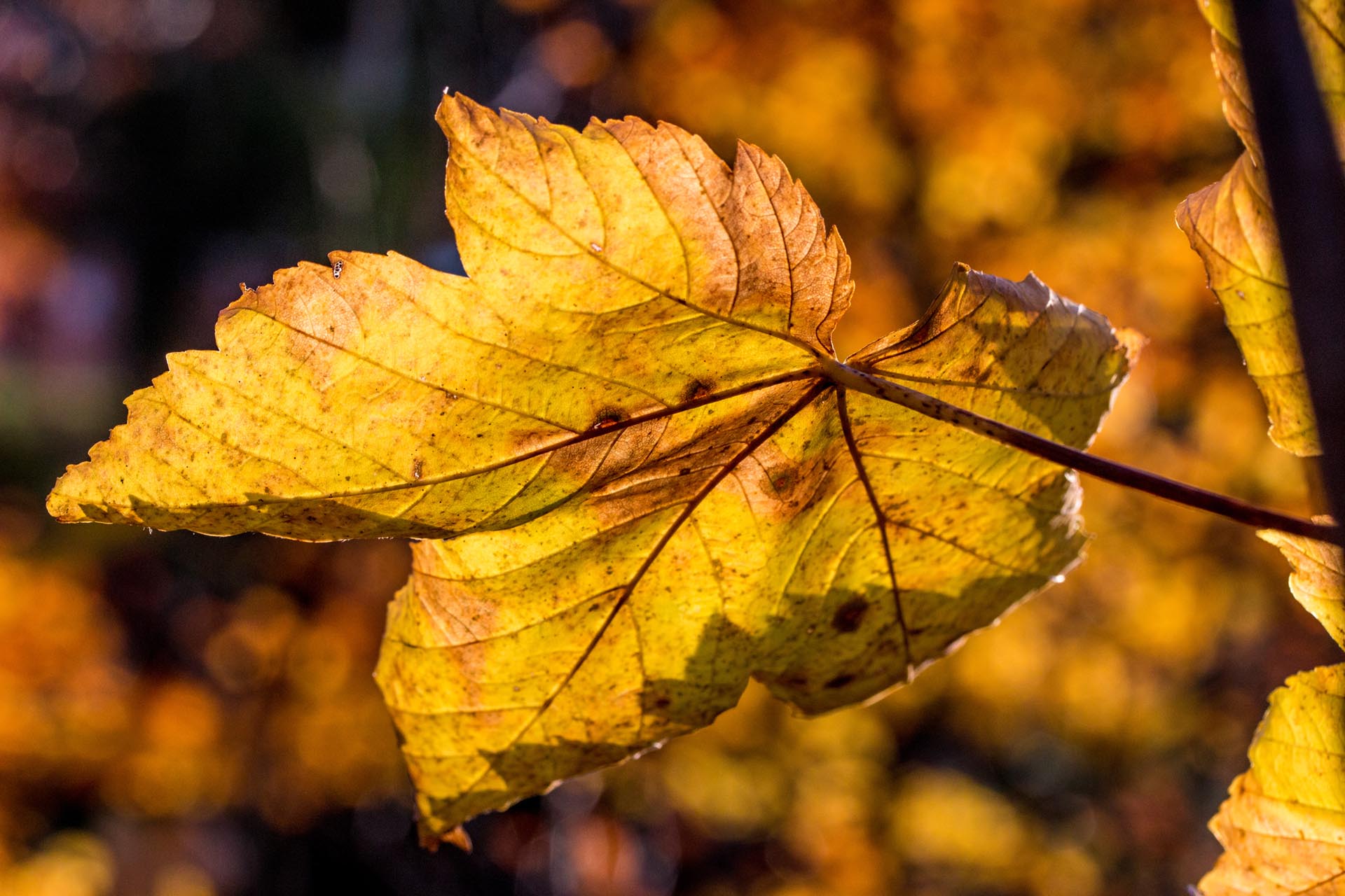 Herbstblatt