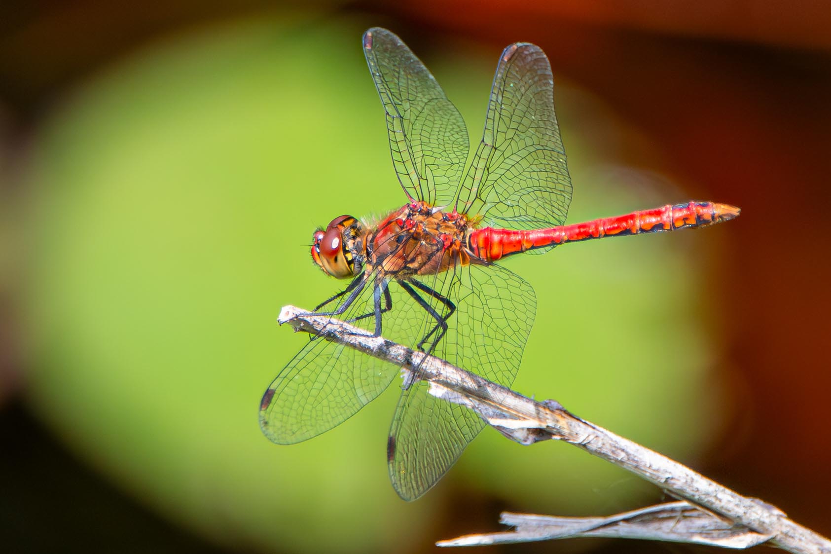 Blutrote Heidelibelle
