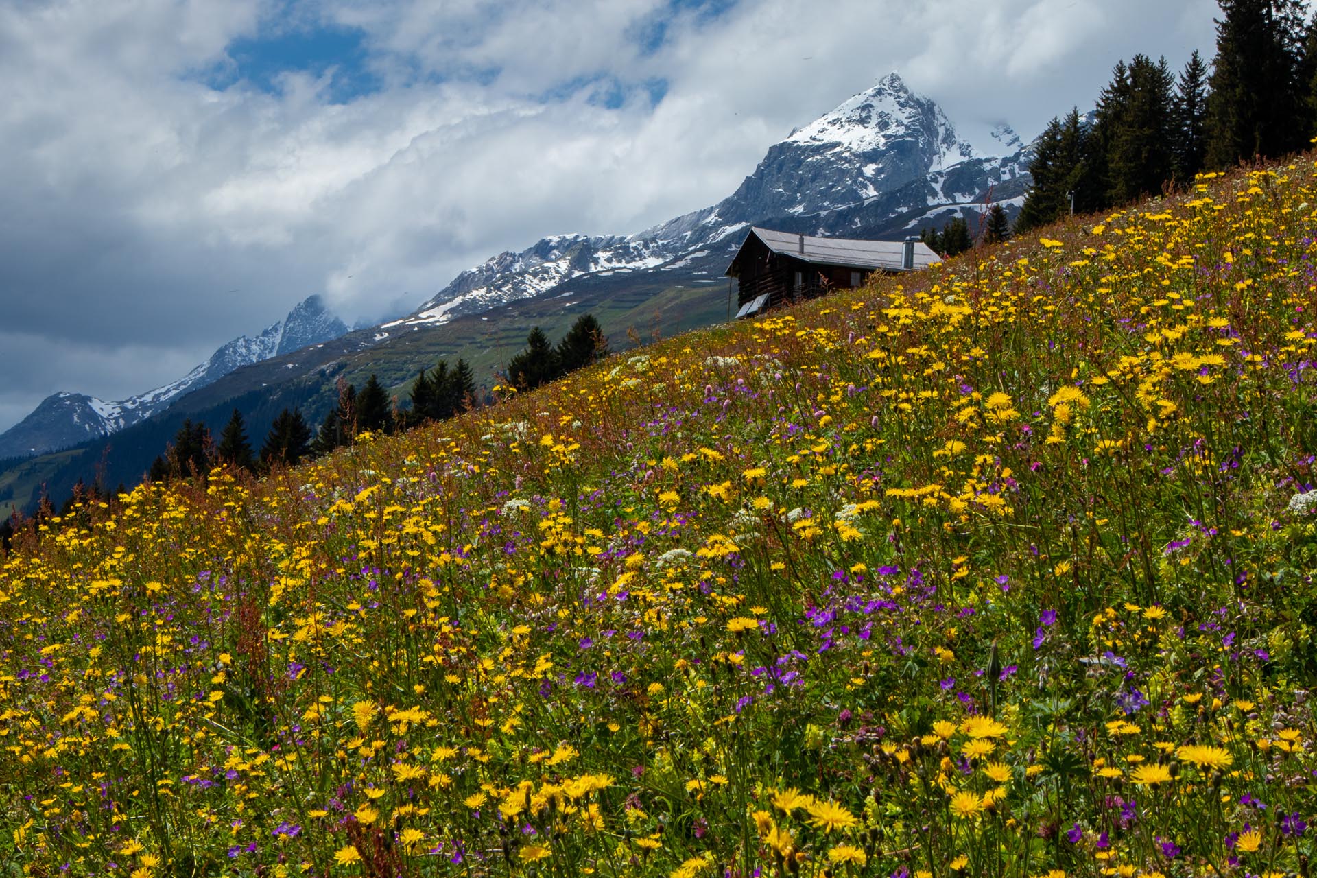 Blumenwiese in Brigels