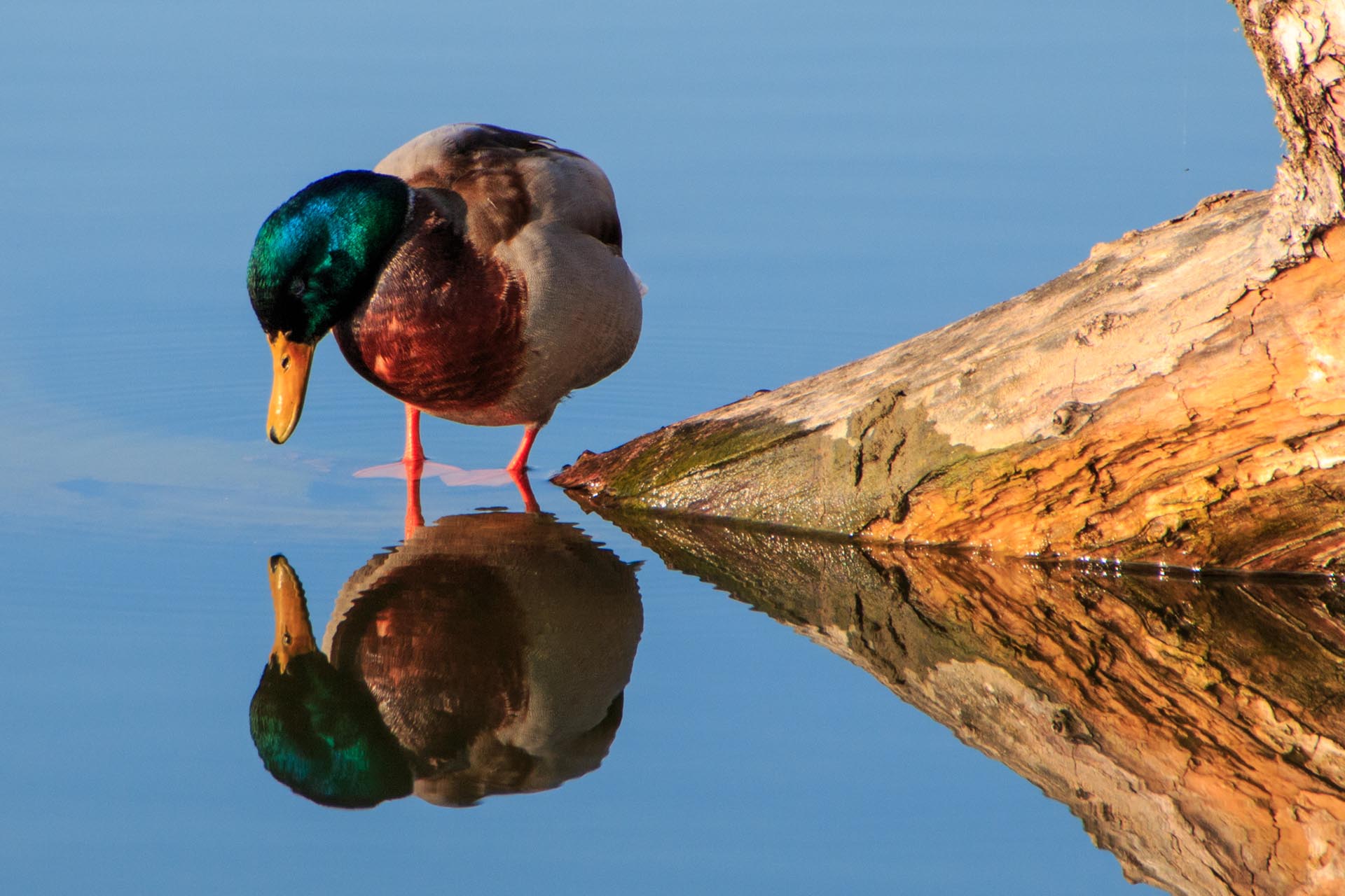 Ente
