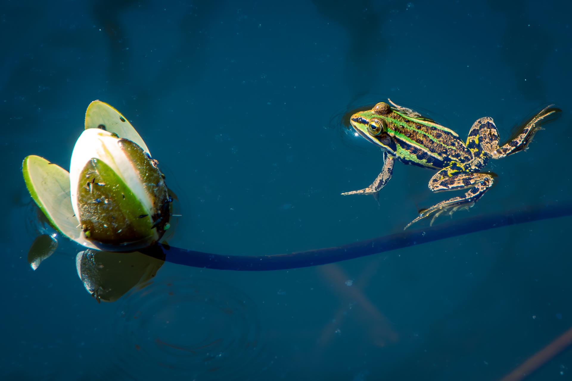 Frosch und Seerose