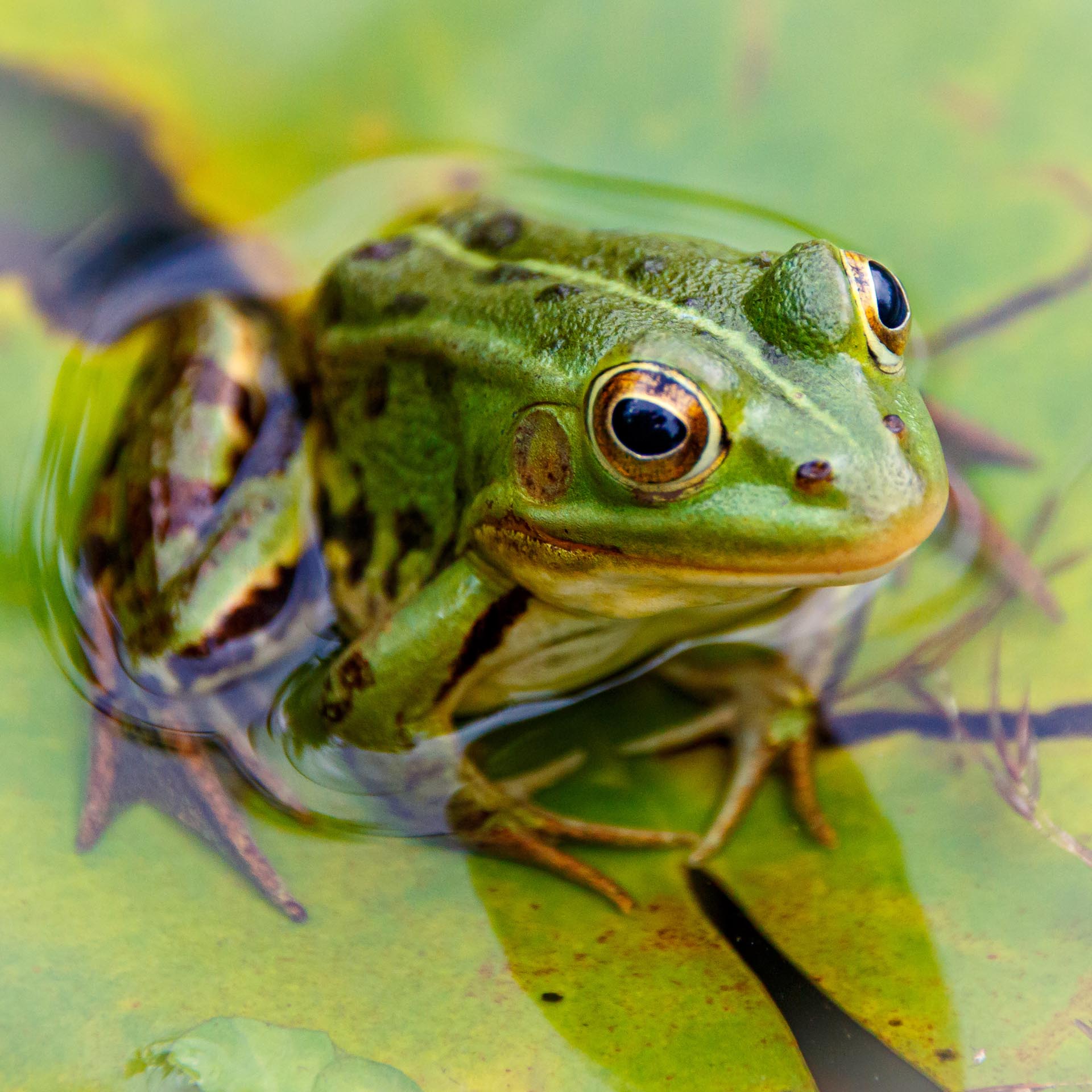 Frosch