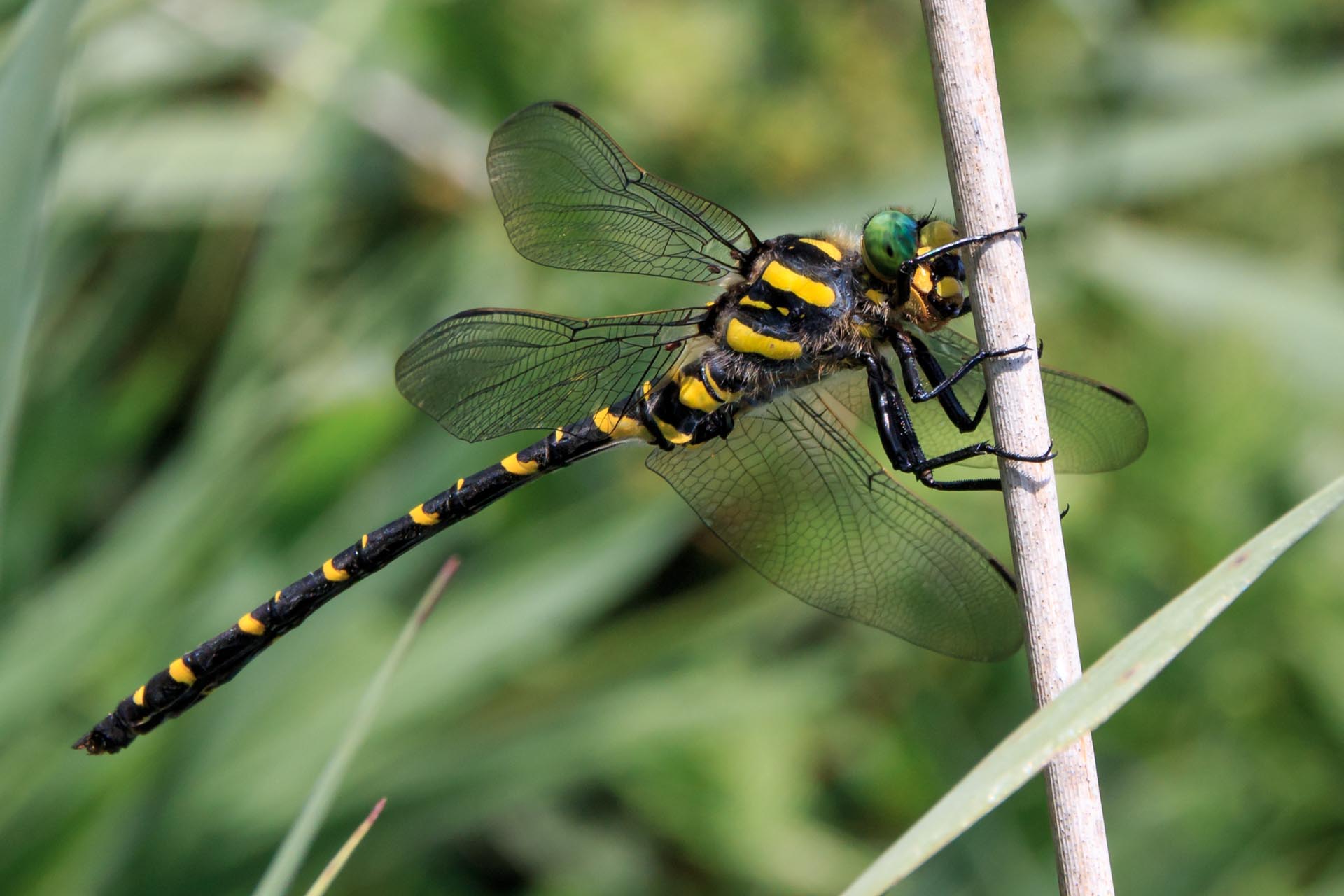 Libelle - Gestreifte Quelljungfer