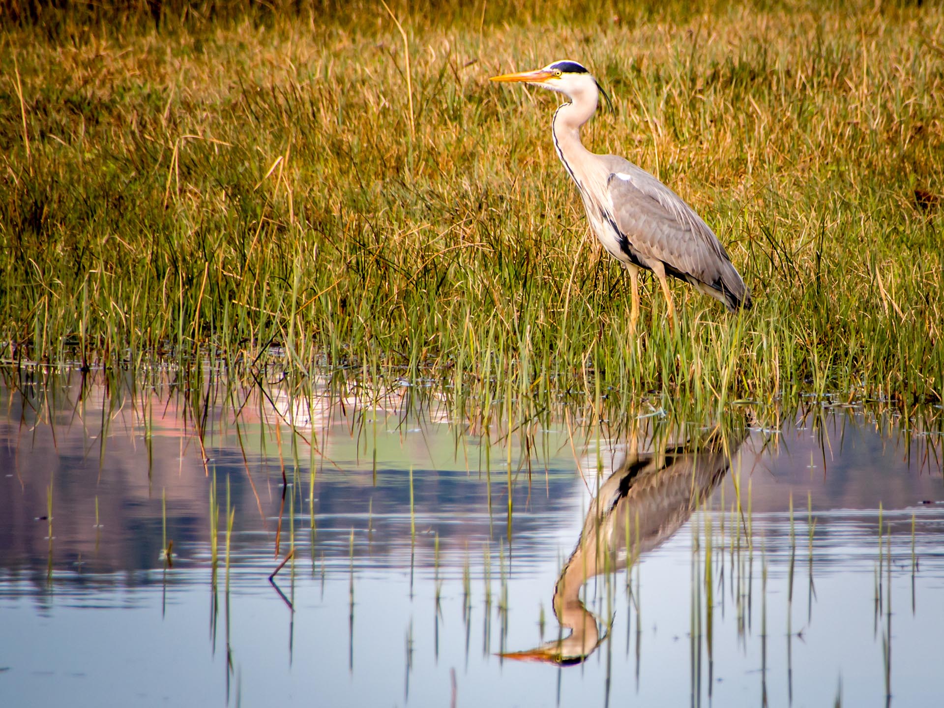 Graureiher