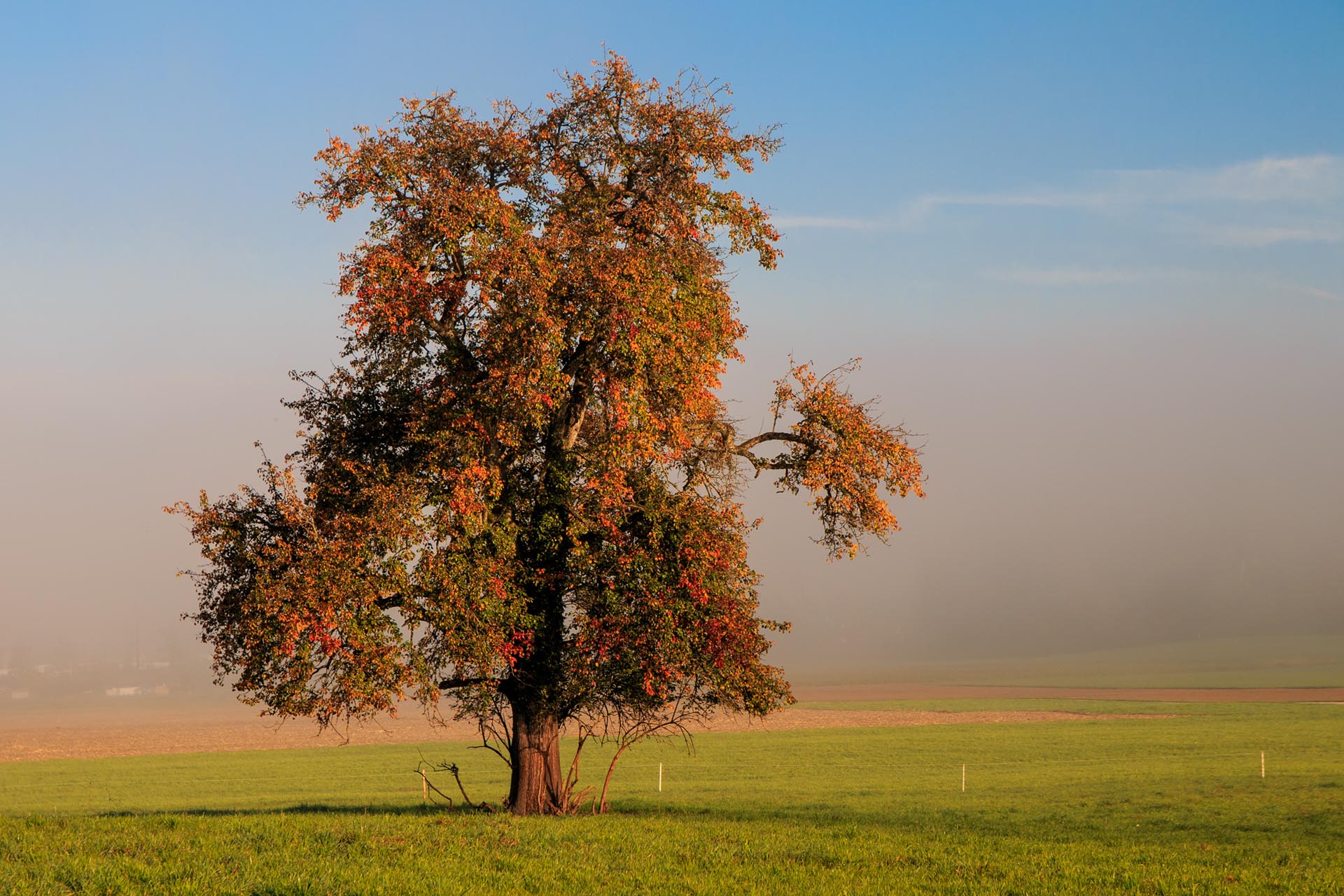 Herbstbaum