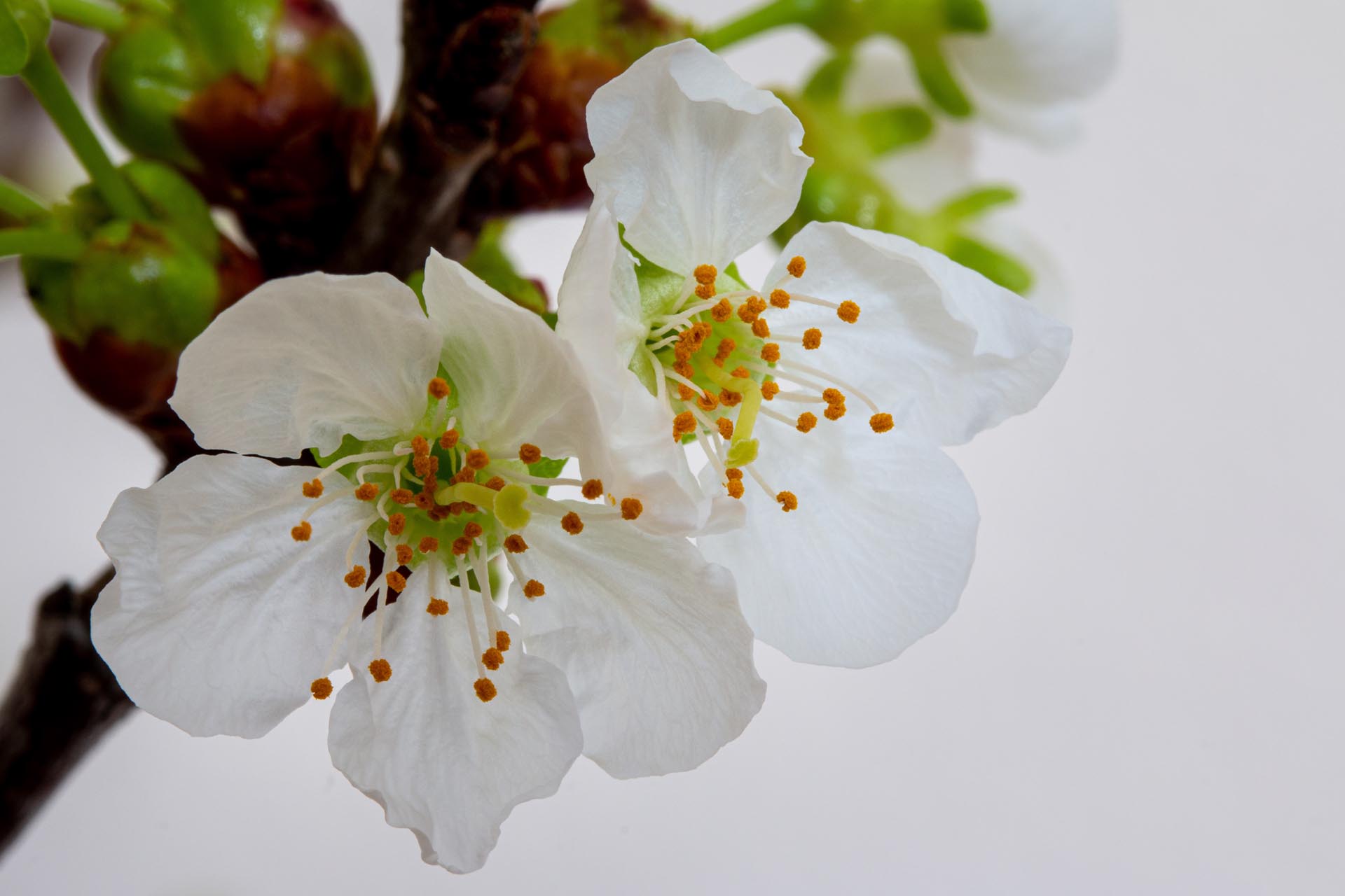 Kirschblüte