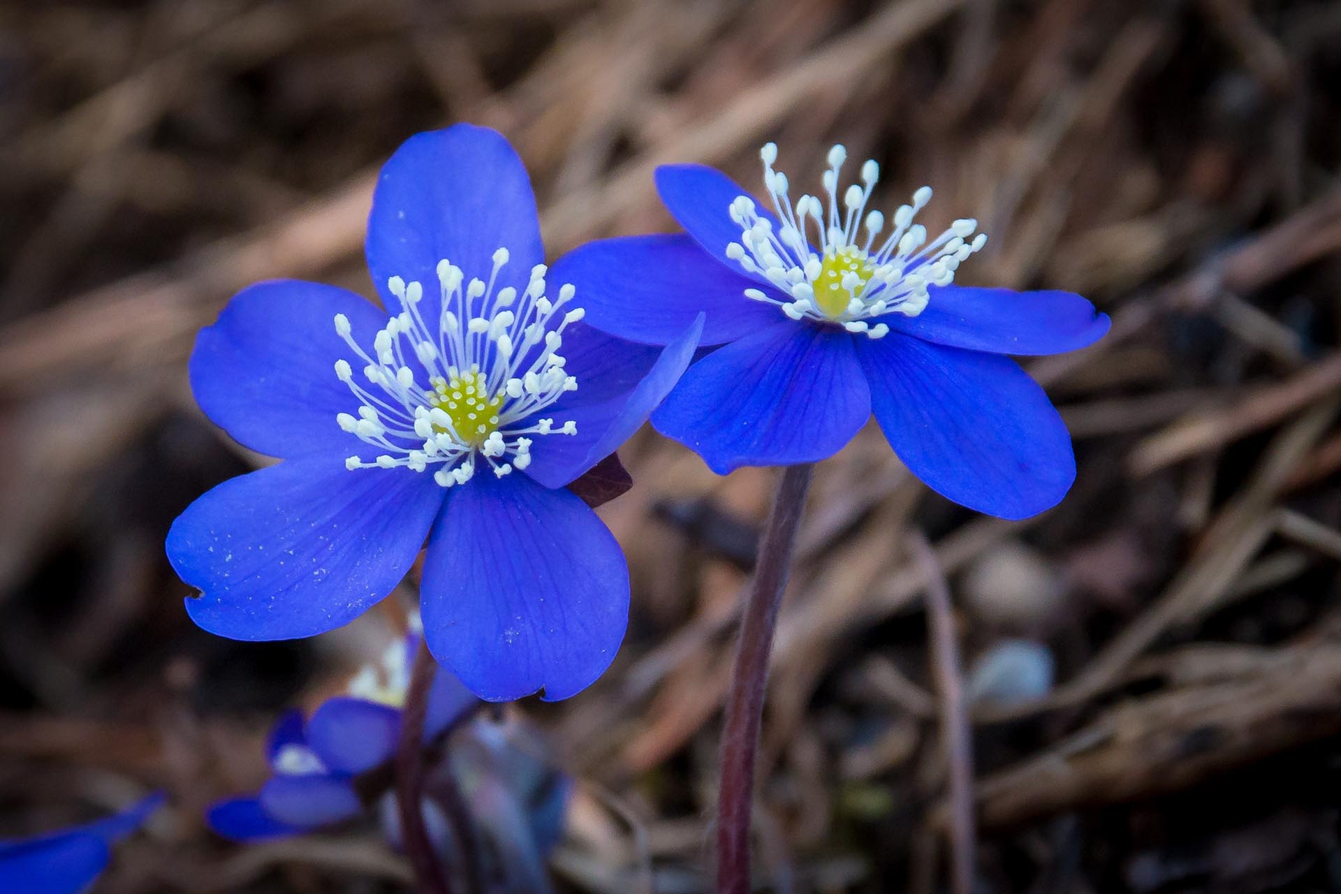 Leberblümchen