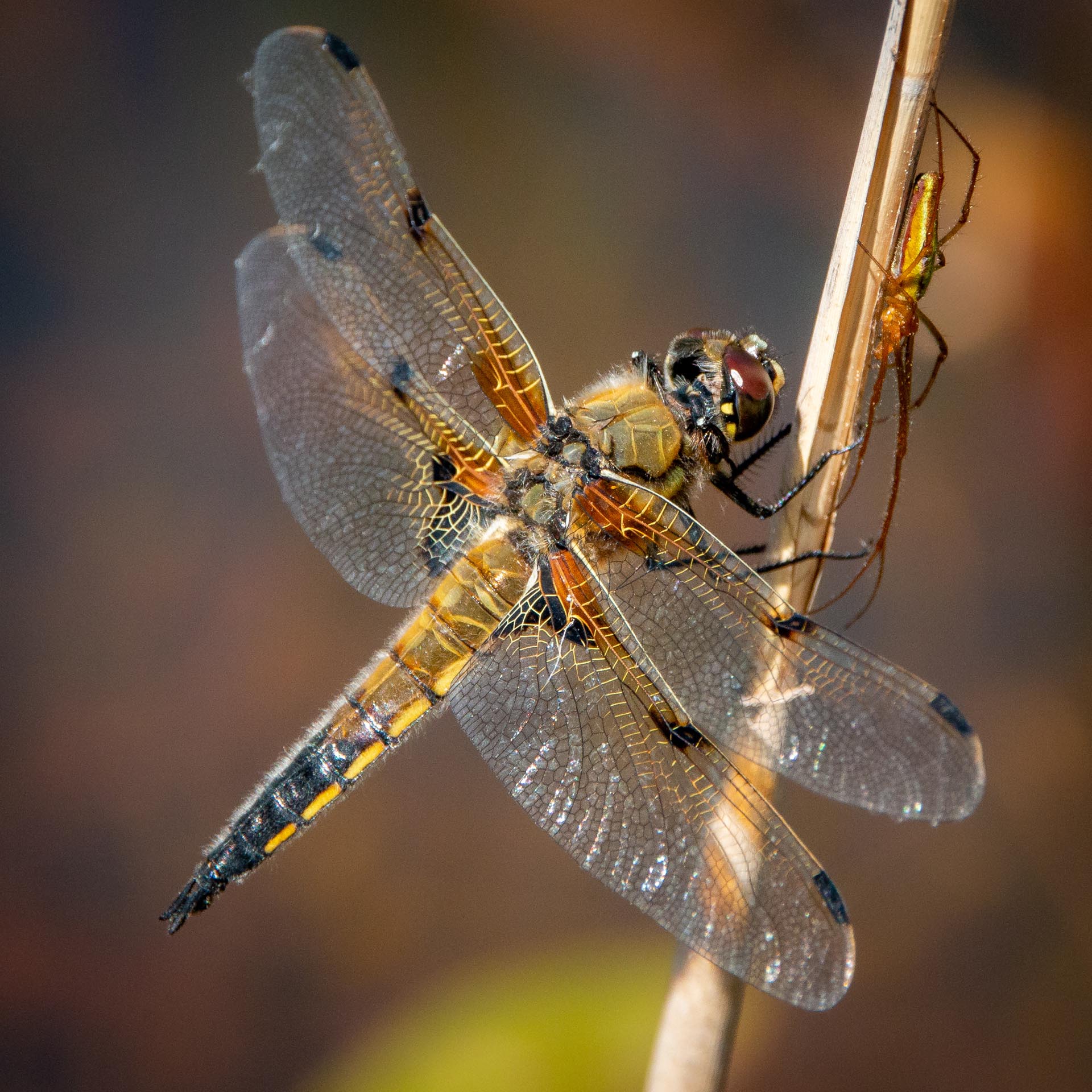 Libelle
