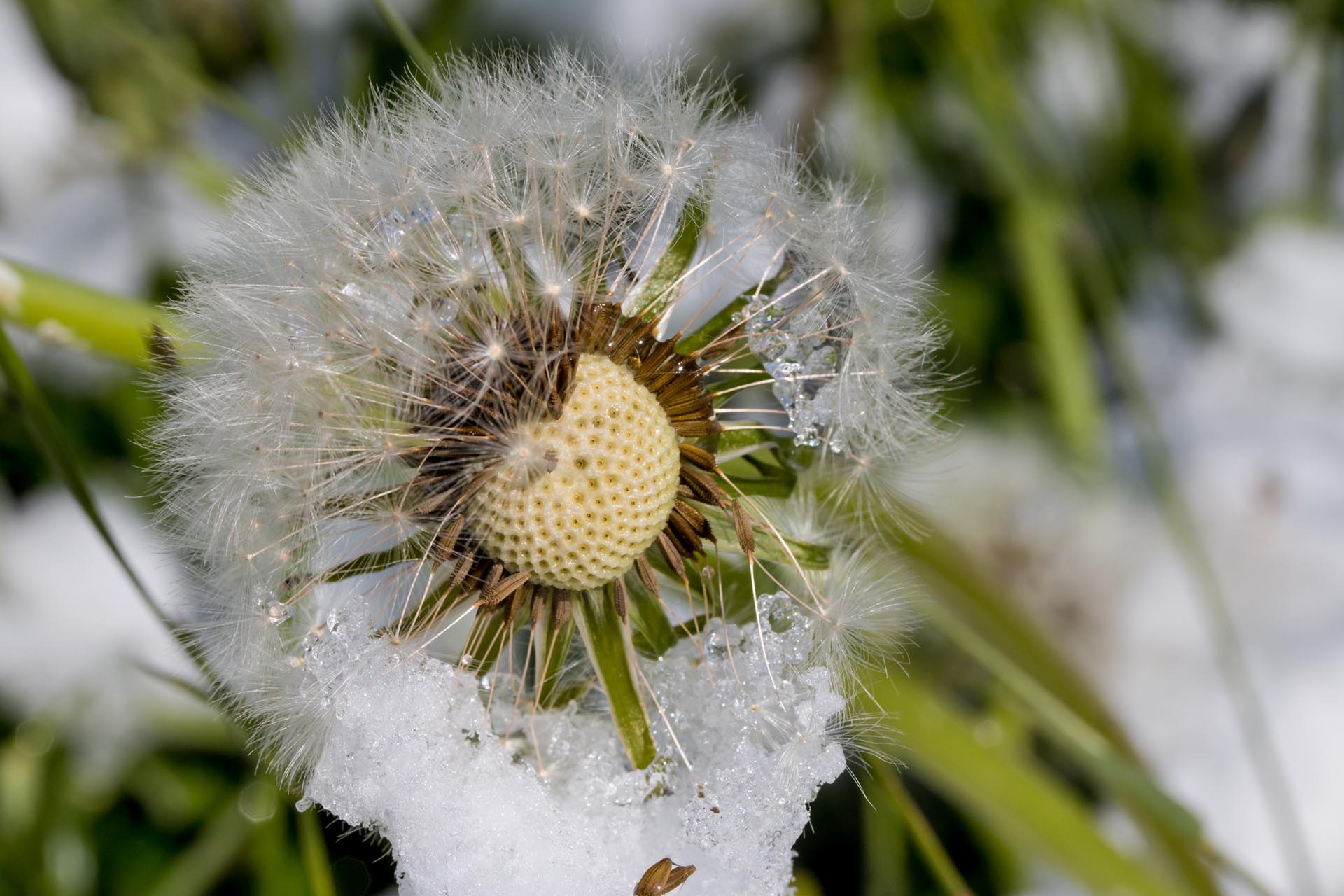 Pusteblume im Schnee