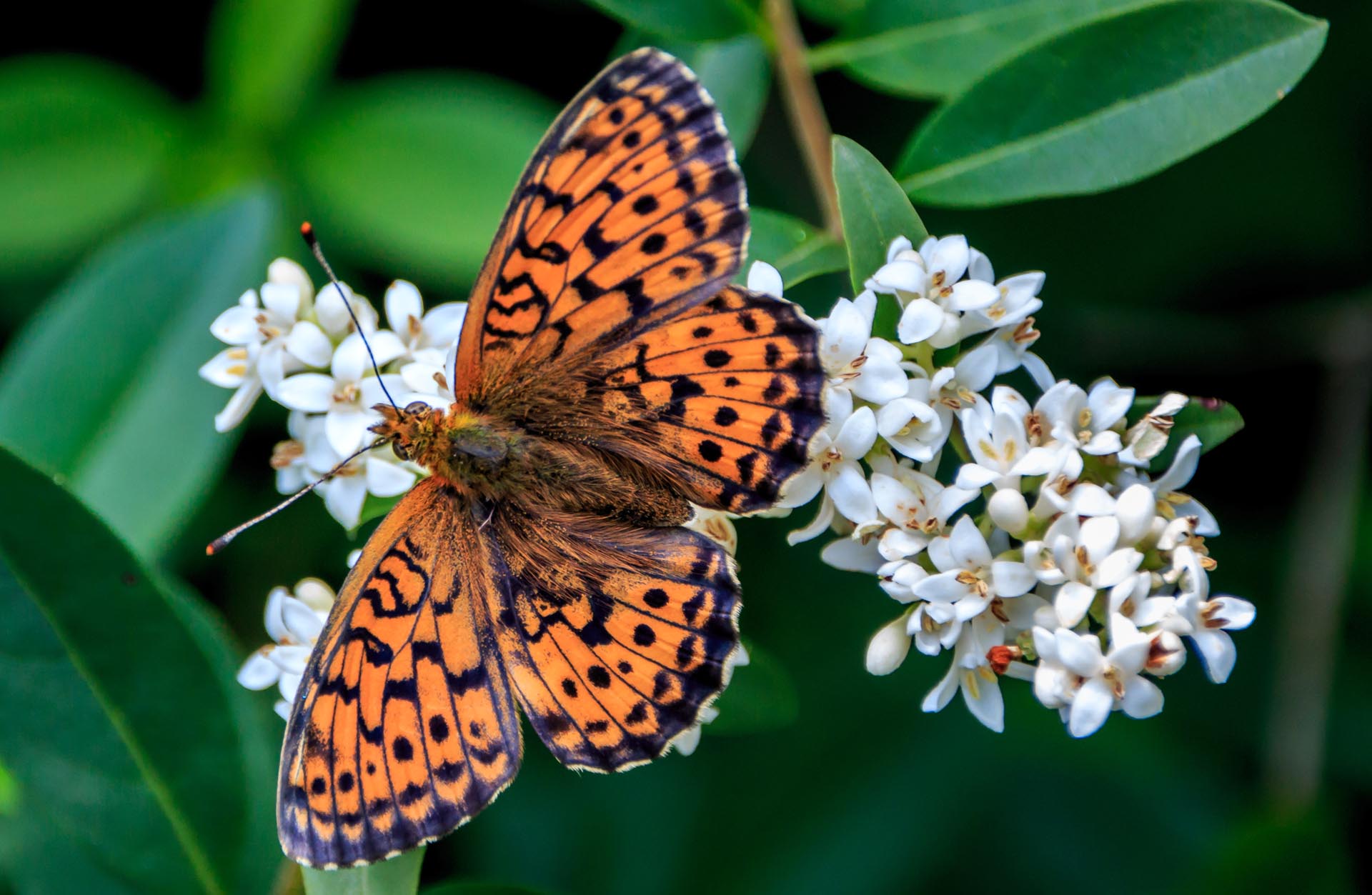 Schmetterling (Perlmuterfalter)