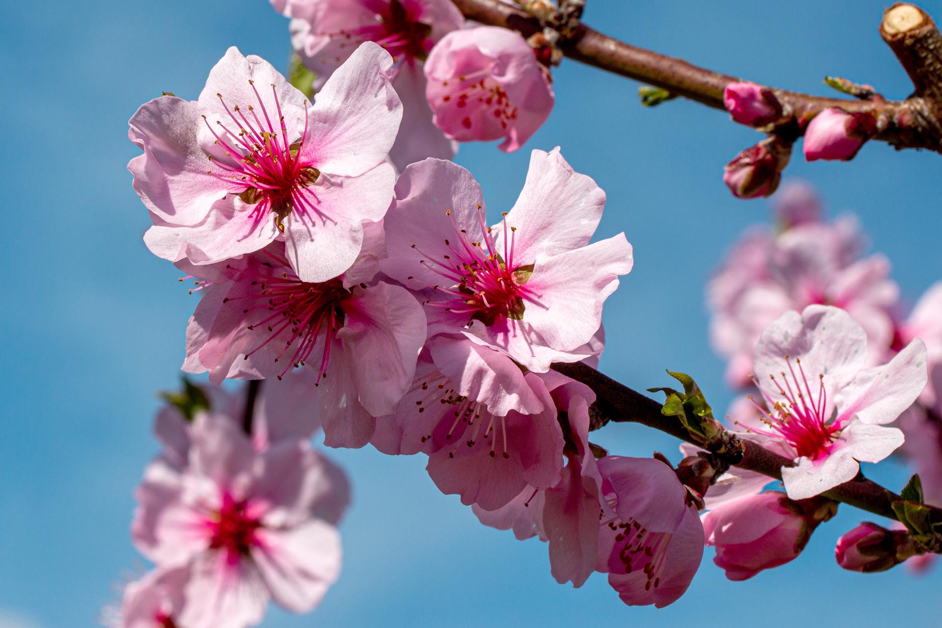 Pfirsichblüte