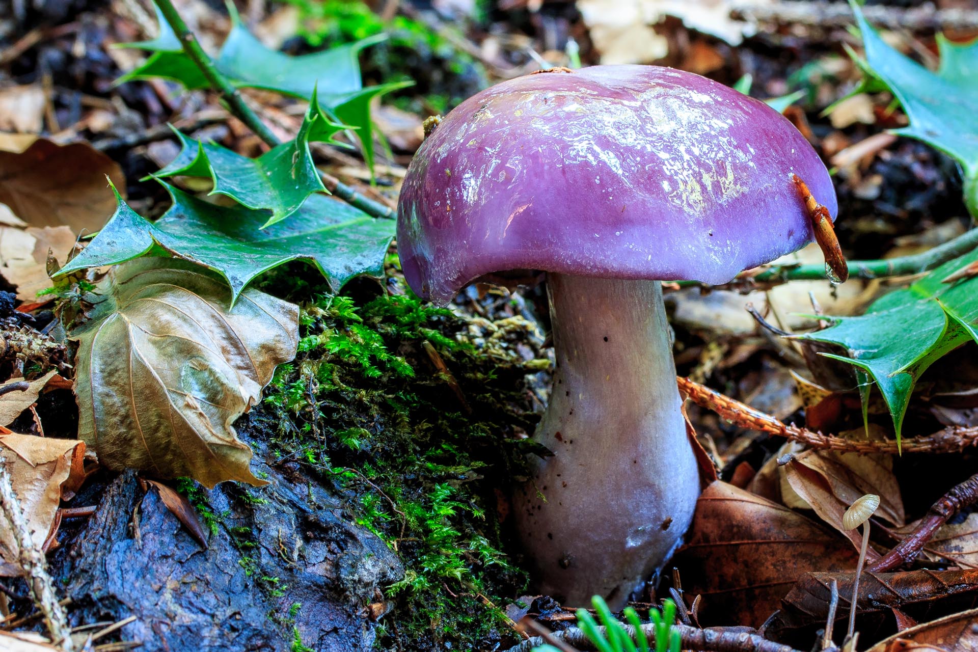 Pilz