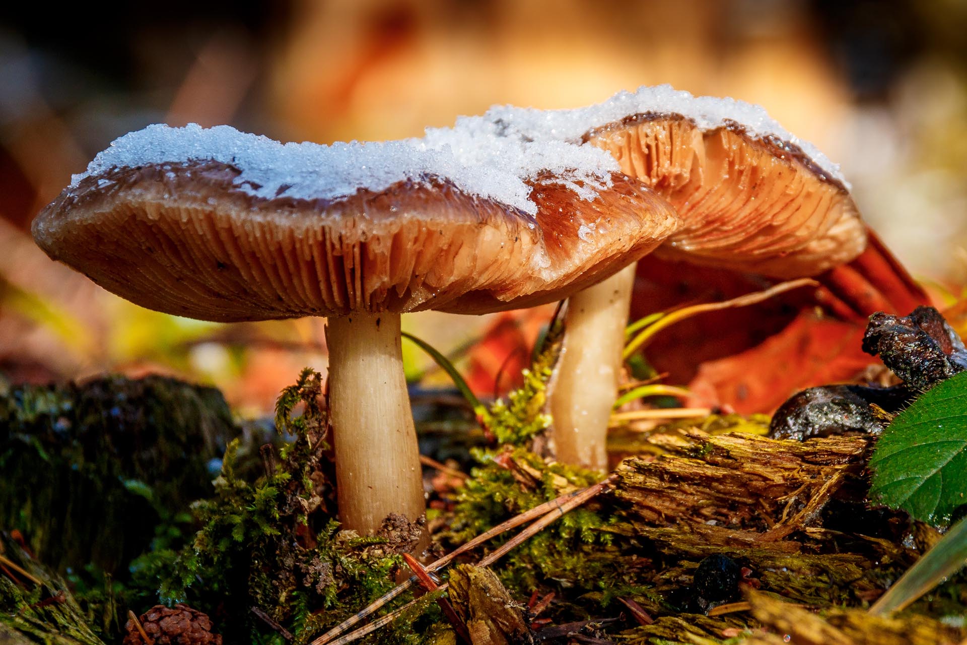 Verschneite Pilze