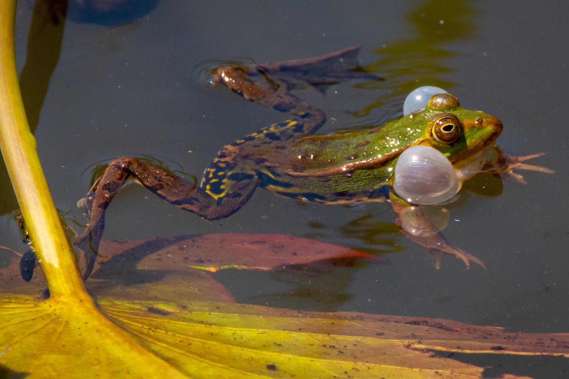 Quakender Frosch