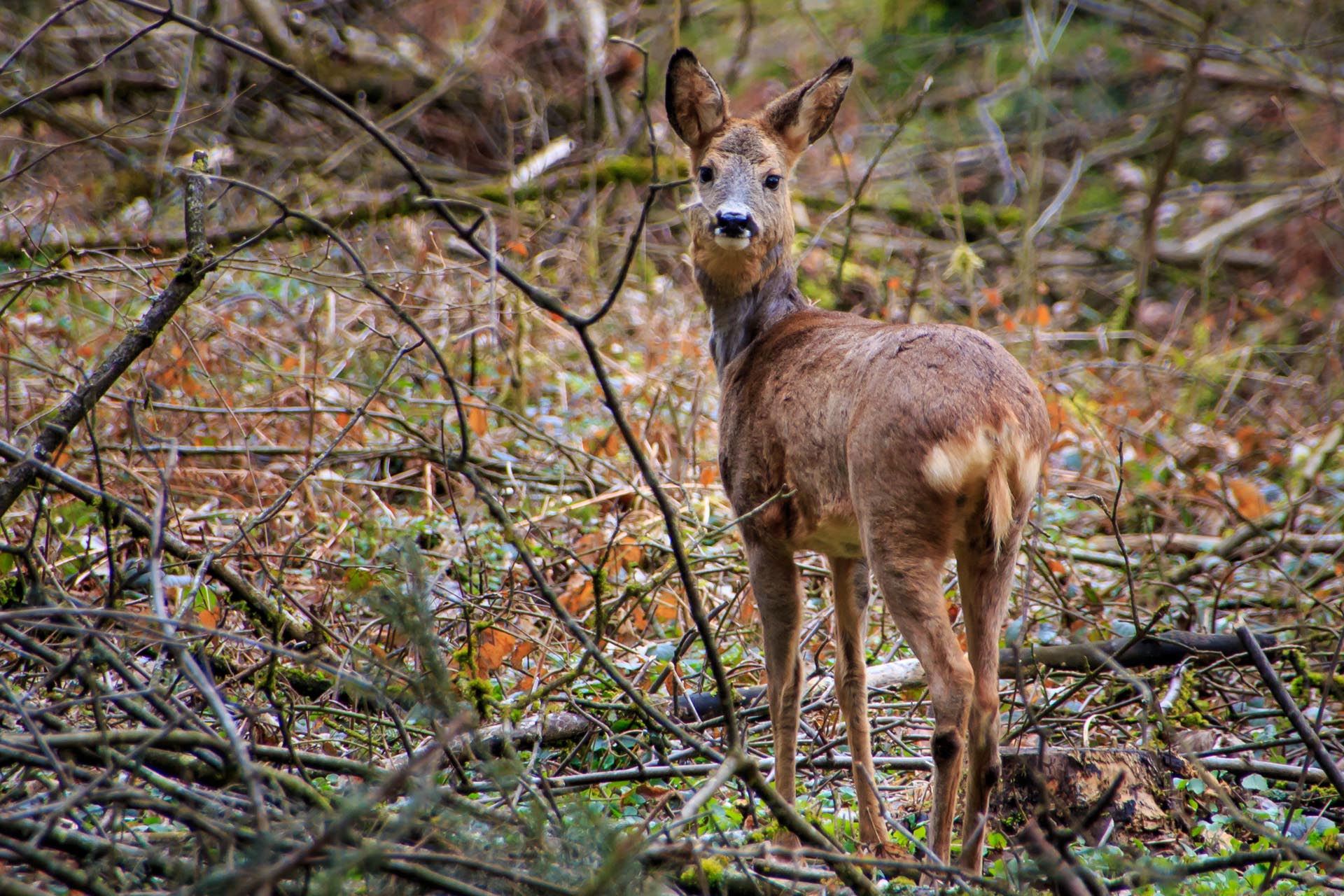 Reh