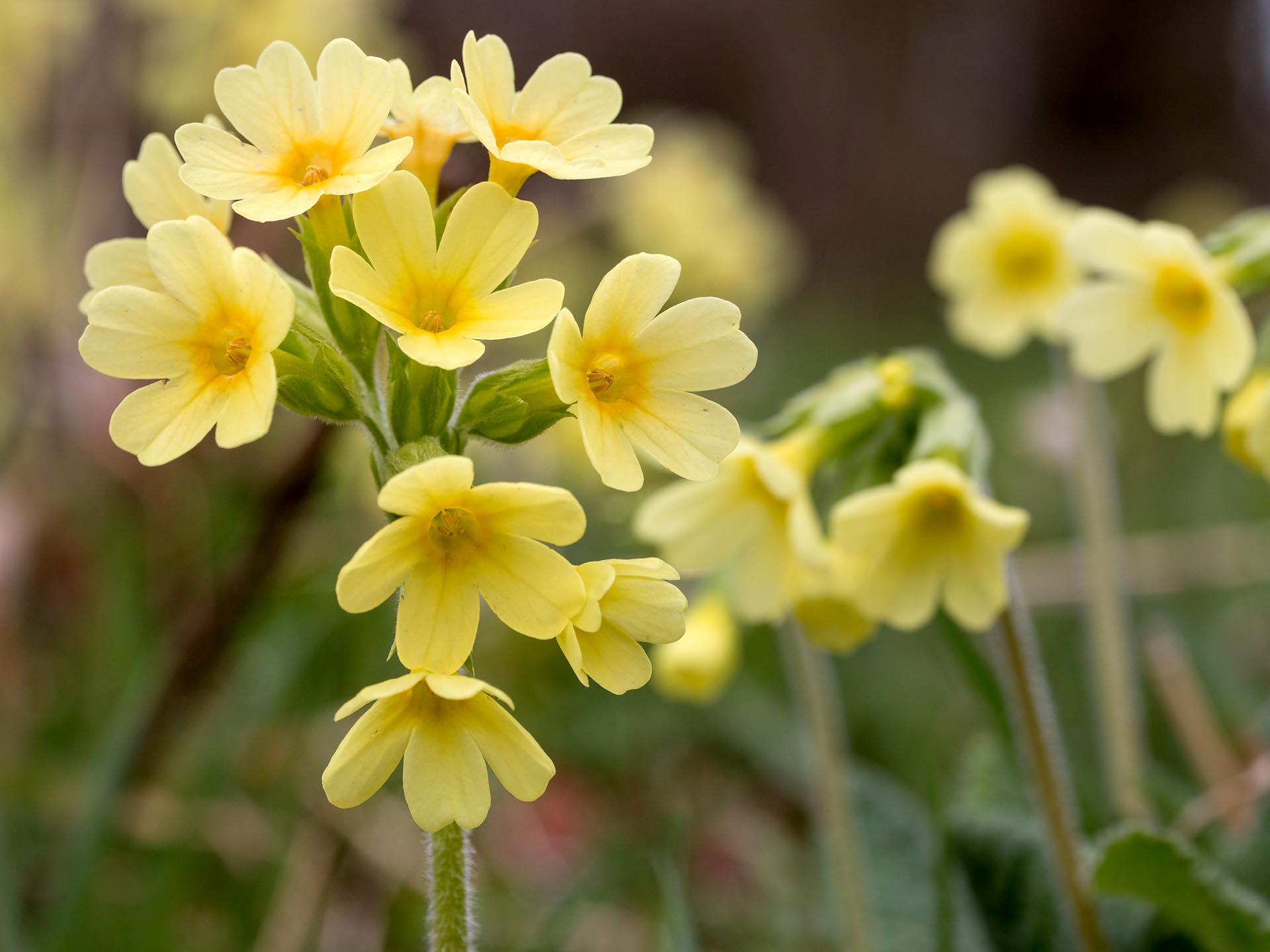 Schlüsselblume