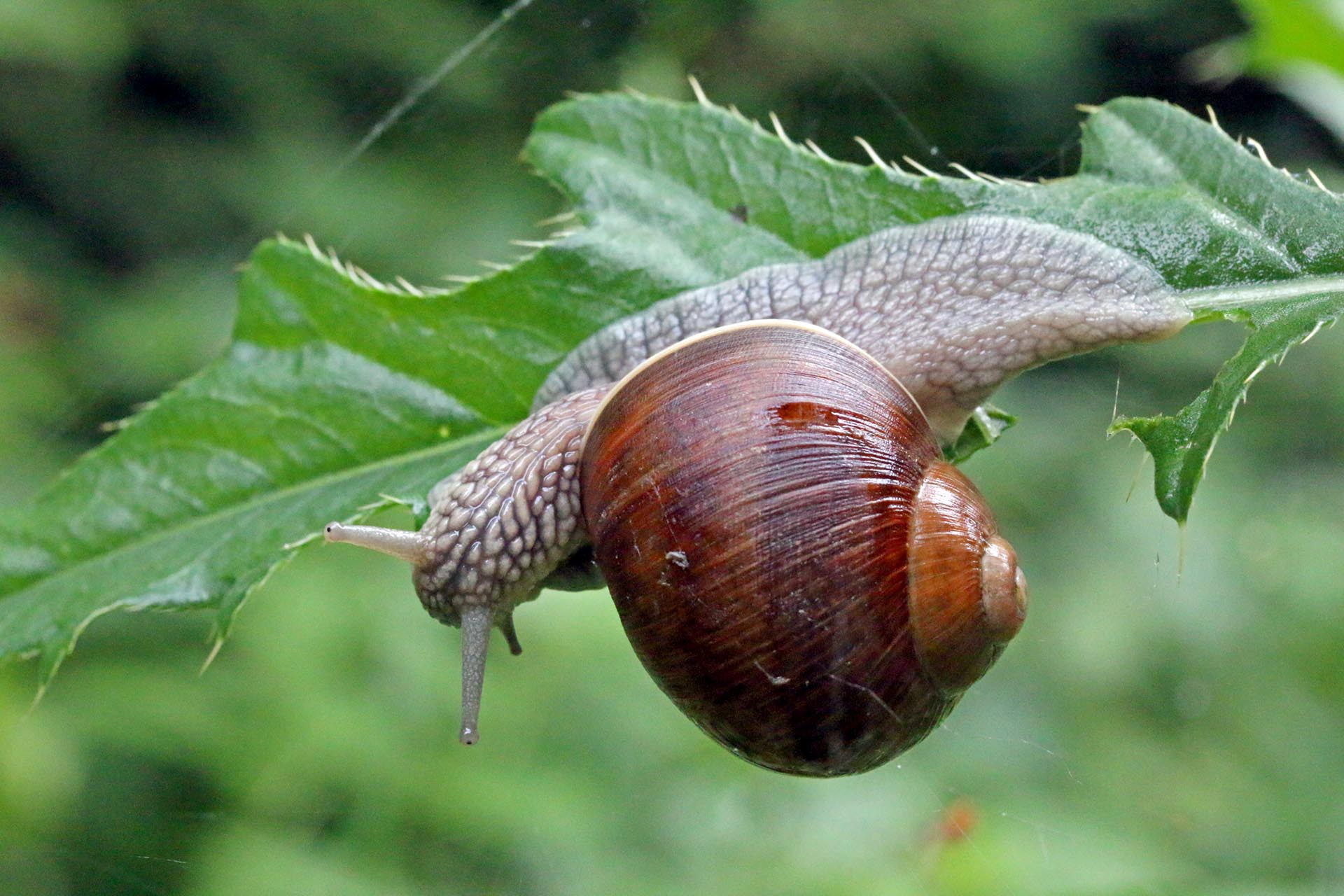 Schnecke