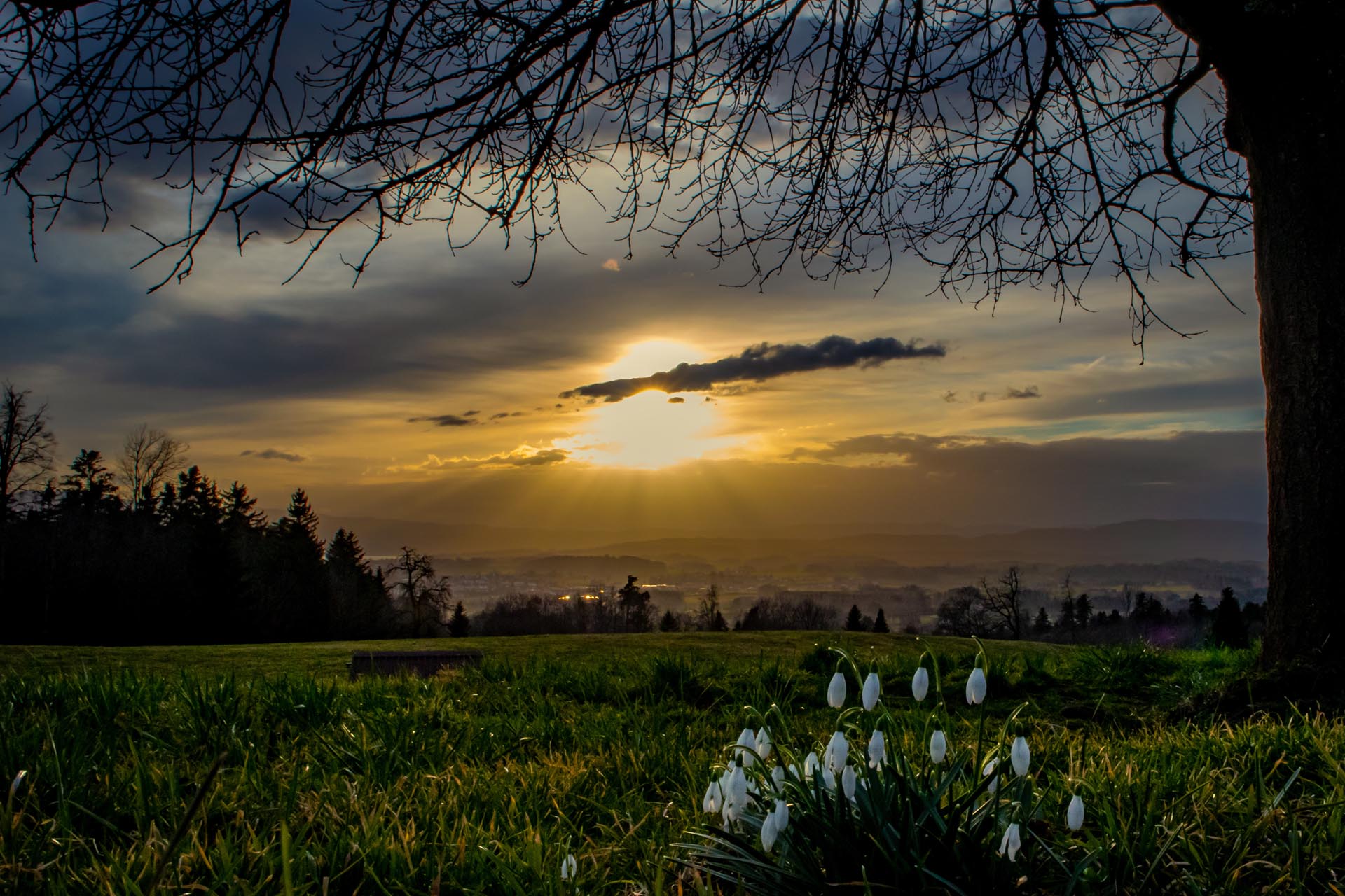 Schneeglöckchen im Sonnenuntergang