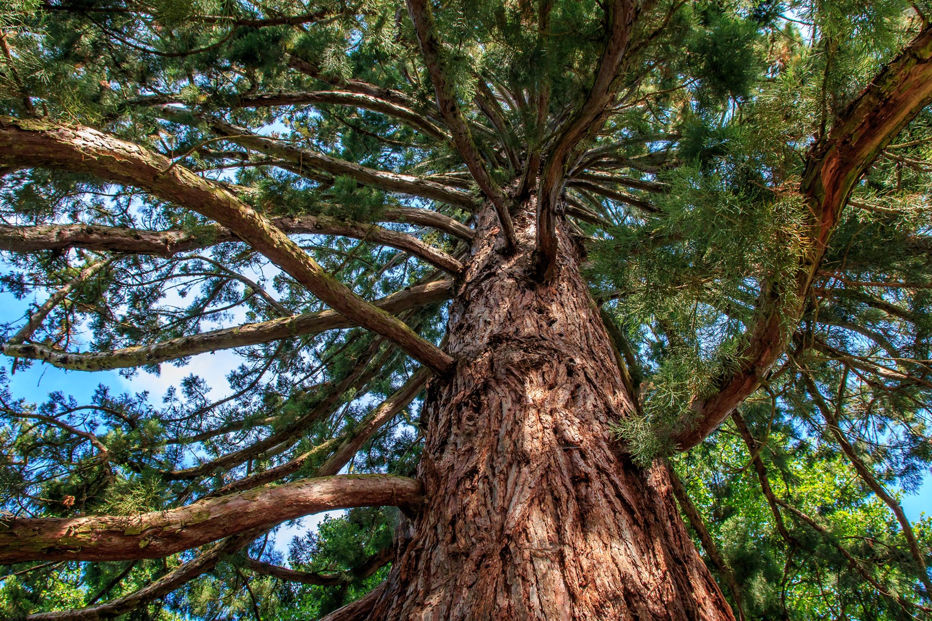 Sequioa Baum