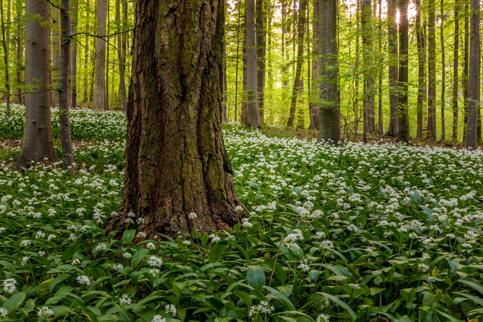 Bärlauch im Wald