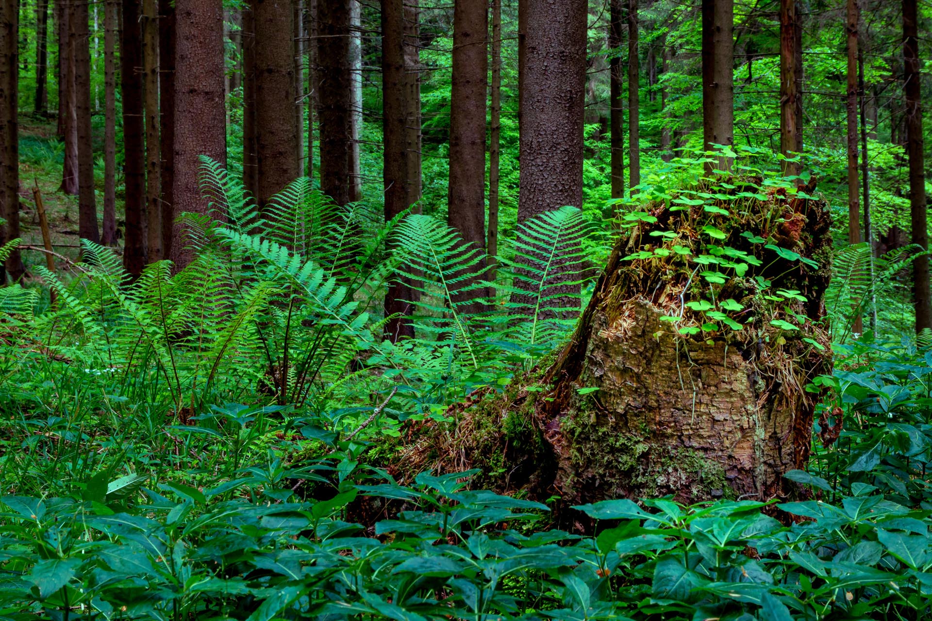 Urchiger Sihlwald