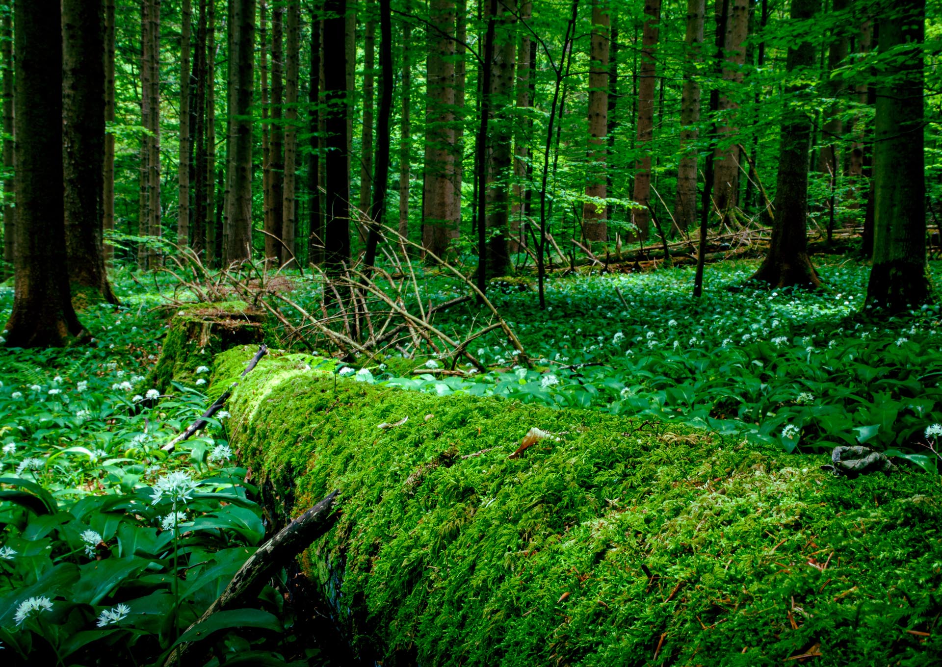 Sihlwald