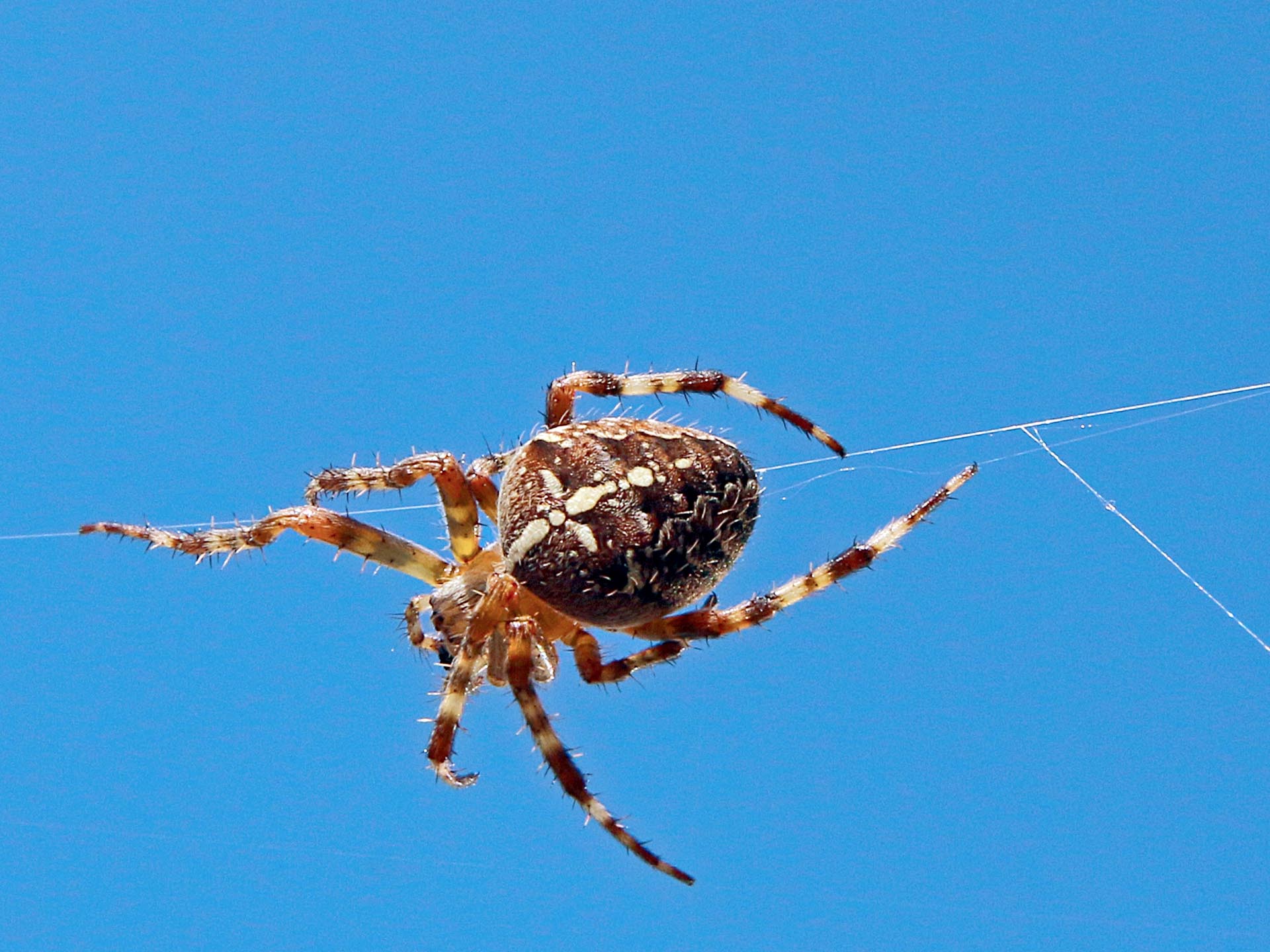 Spinne