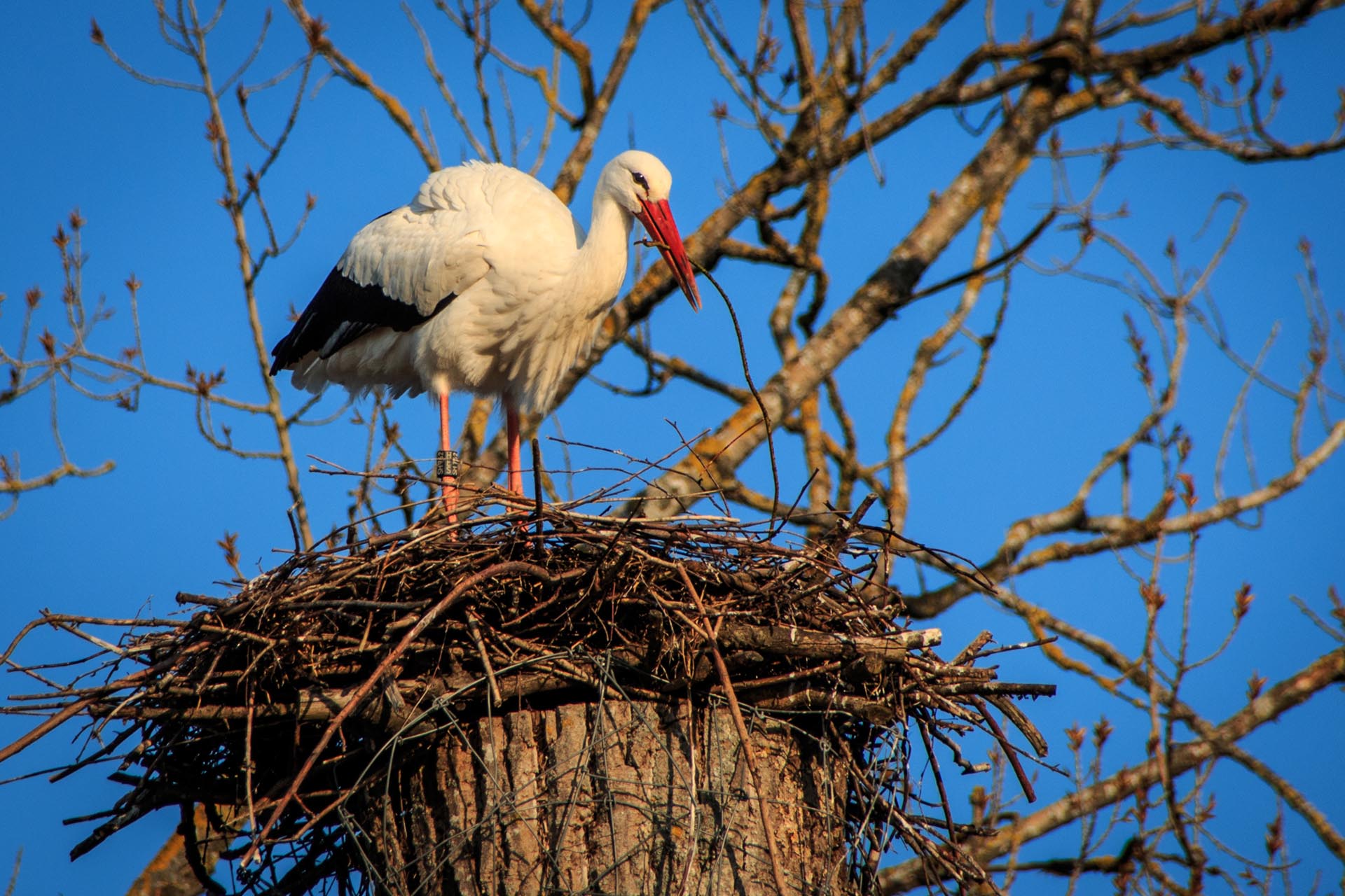 Storch