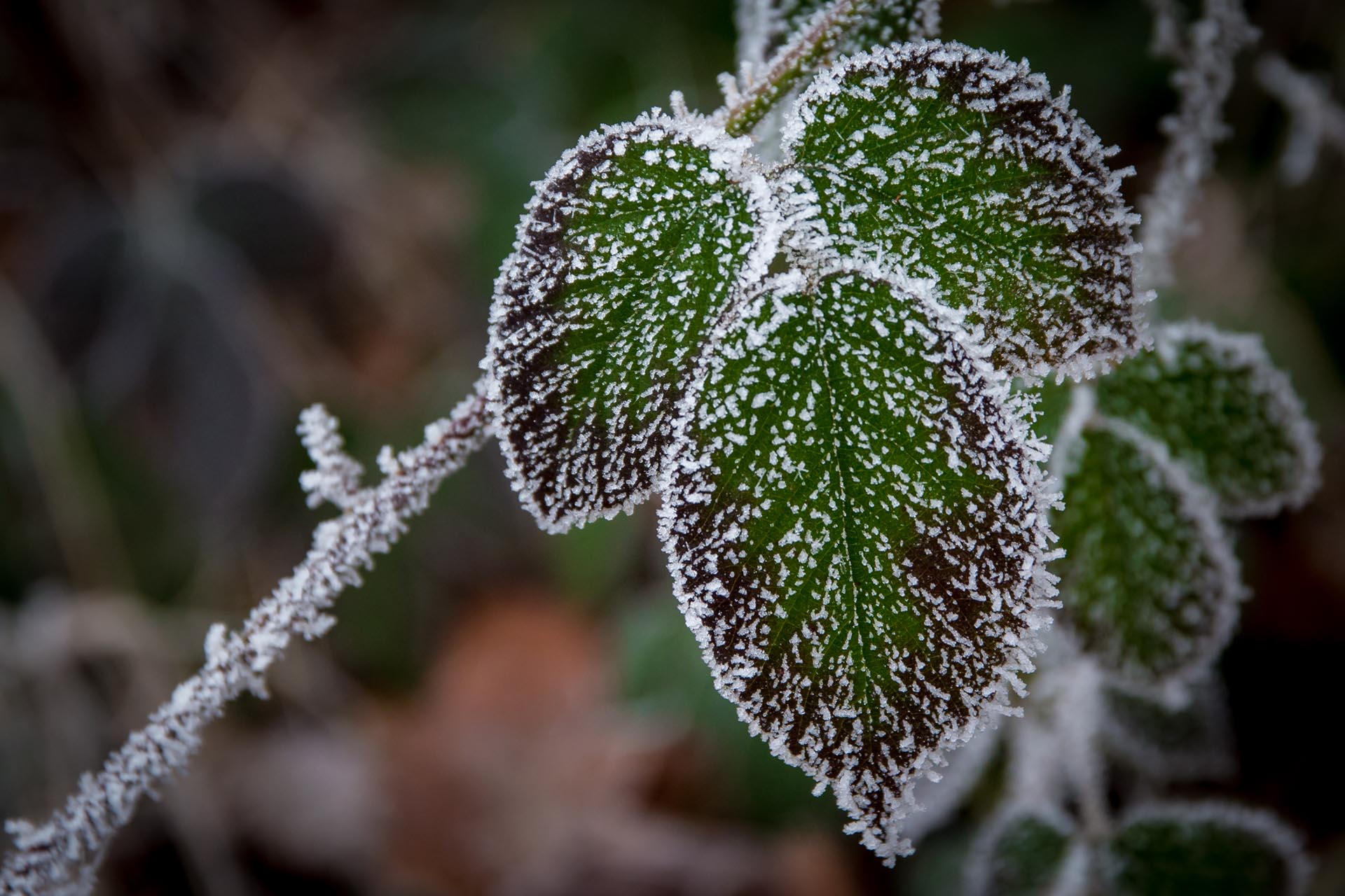 Vereistes Blatt