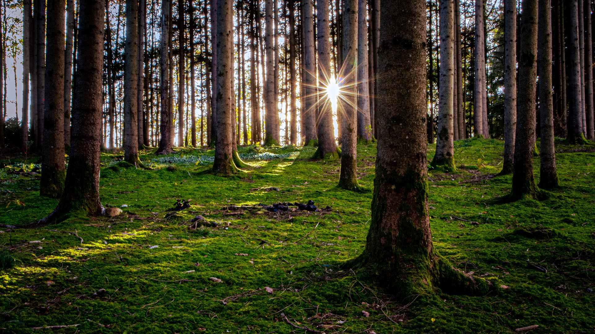 Wald im Abendlicht