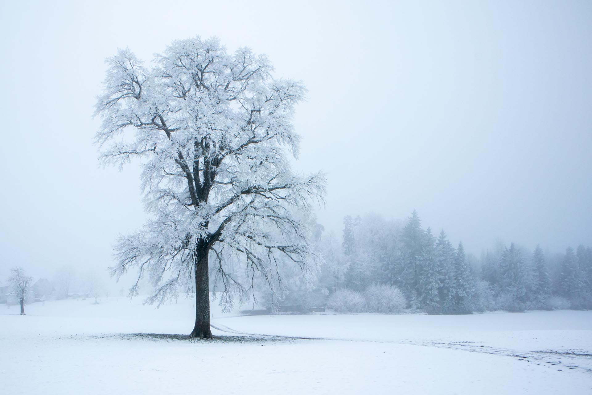 Baum im Nebel