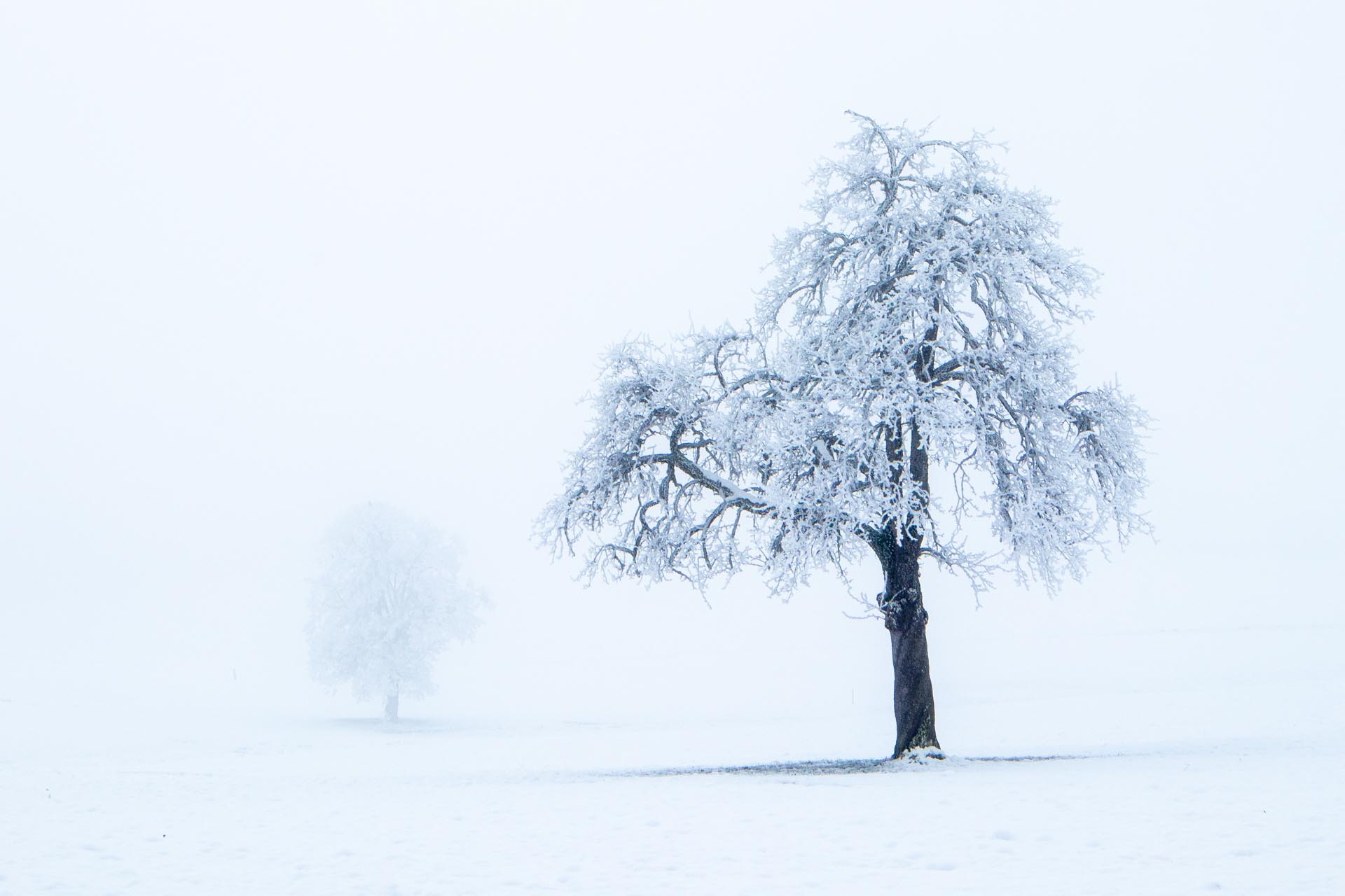 Nebel im Winter