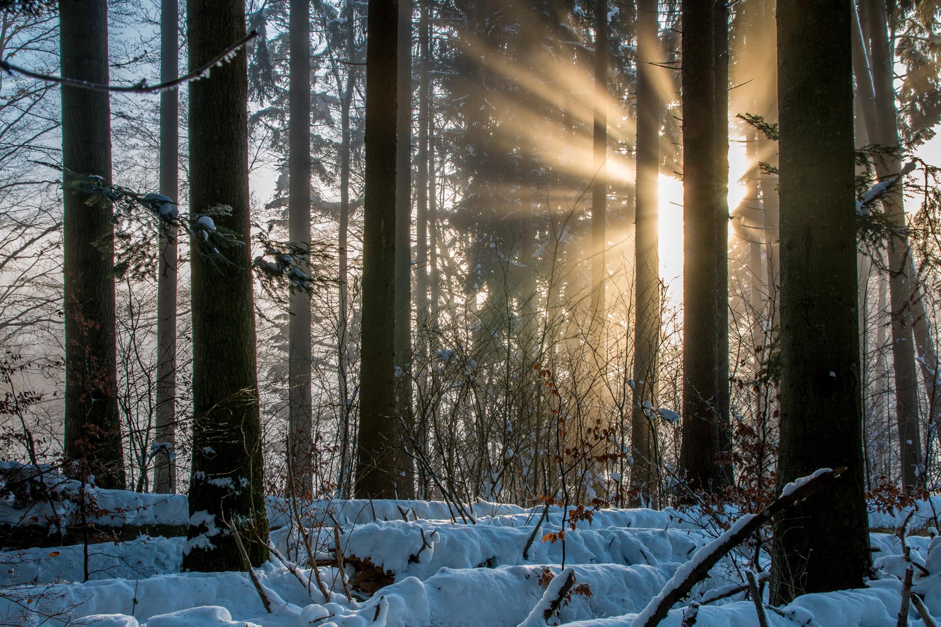 Sonnenaufgang im Wald