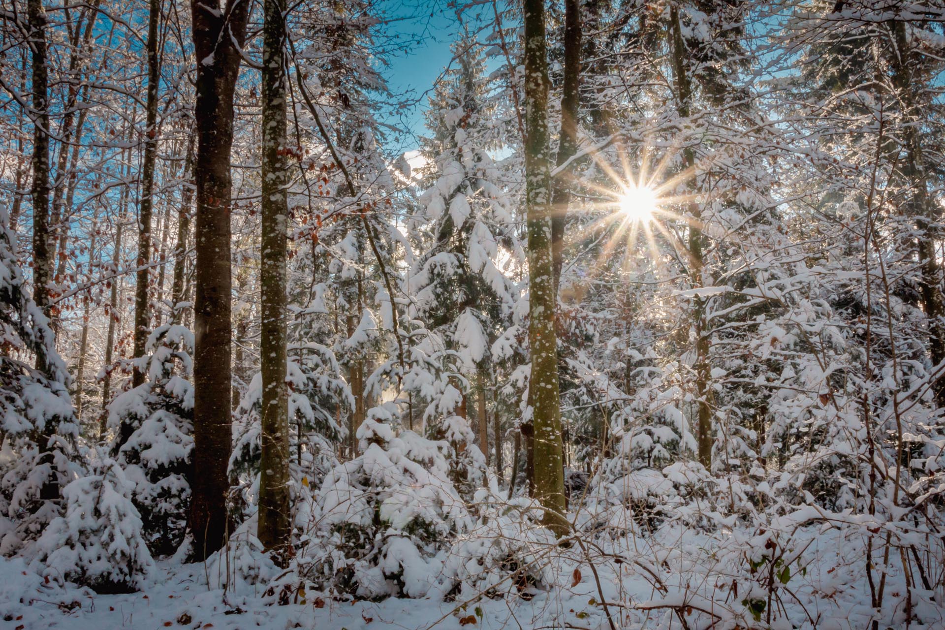 Winterwald