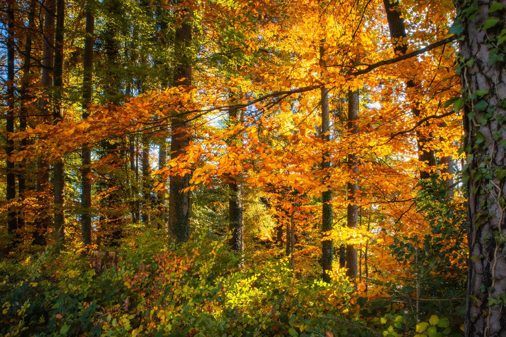 Herbstwald